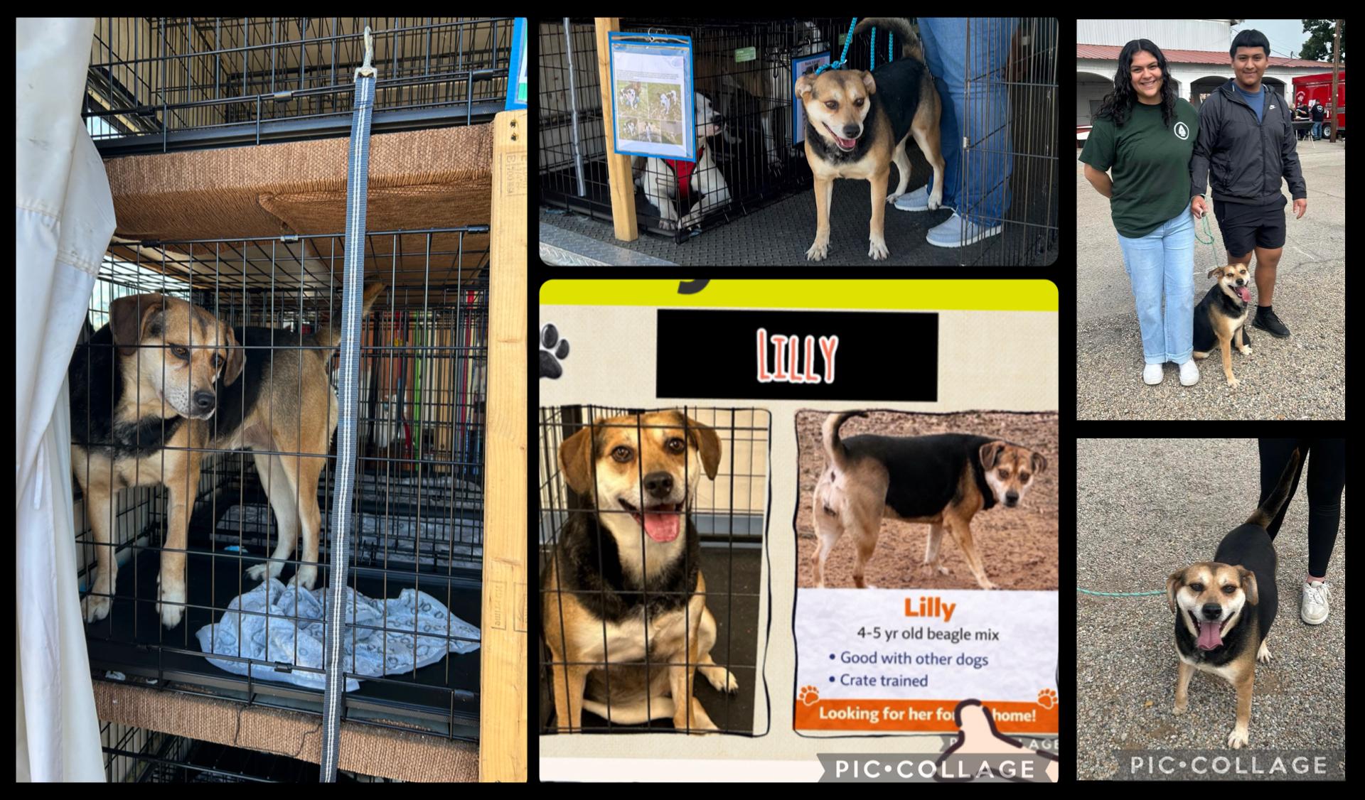 Lilly, a Adoptable Beagle in Paris, TX image 1/5