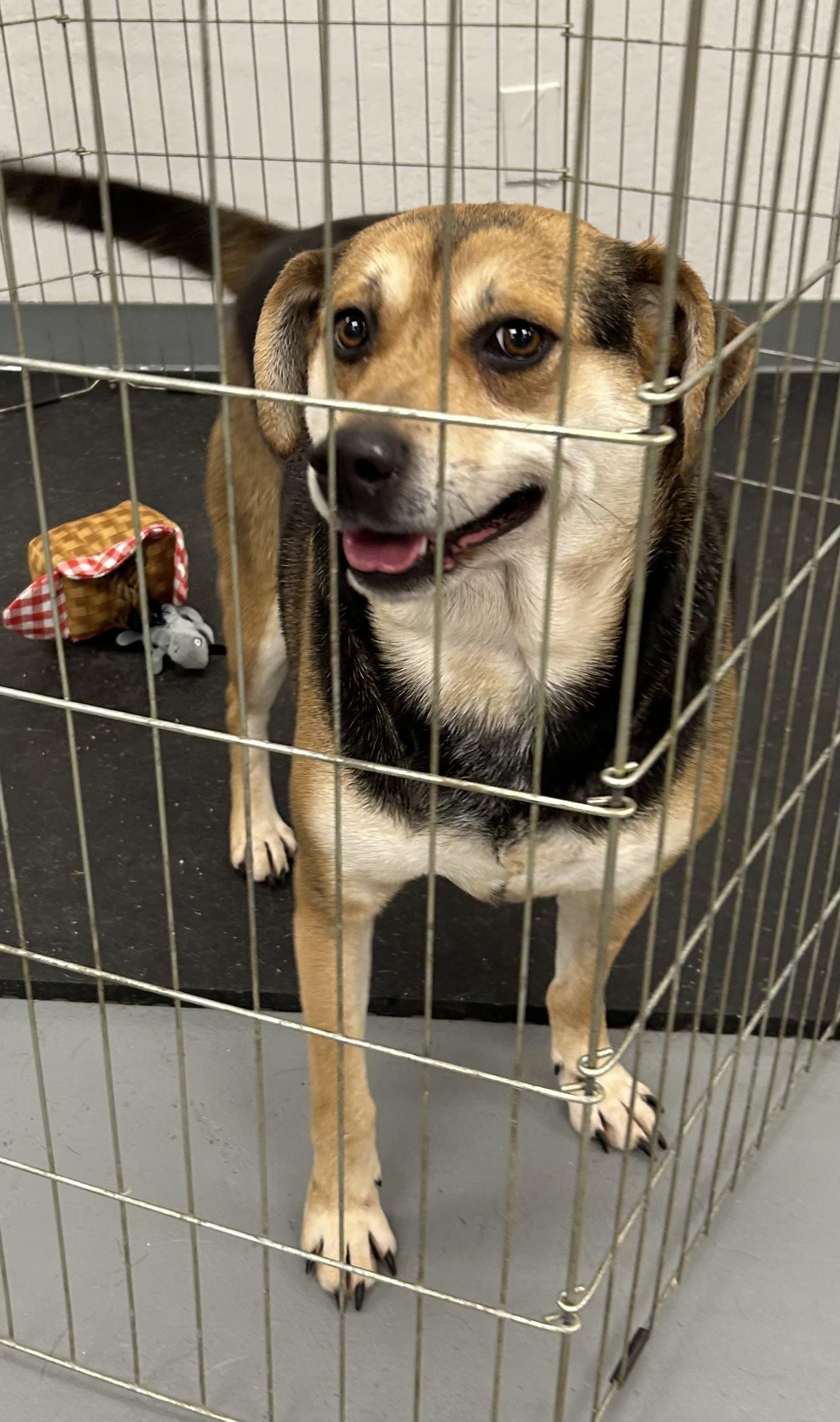 Lilly, Adoptable, Adult Female Beagle.