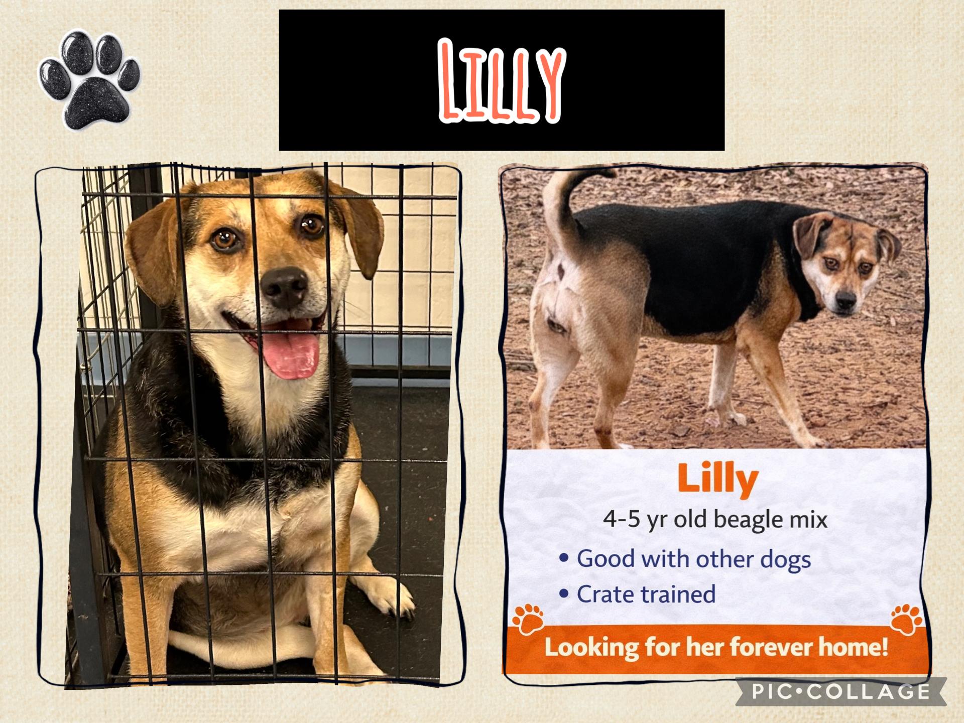 Enlarge Lilly, a Adoptable Beagle in Paris, TX image 2/5