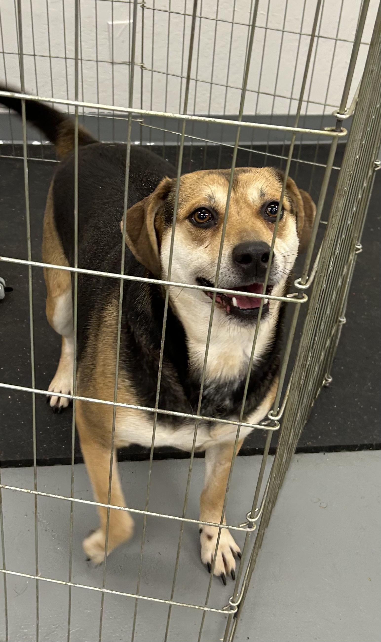 Enlarge Lilly, a Adoptable Beagle image 2/3