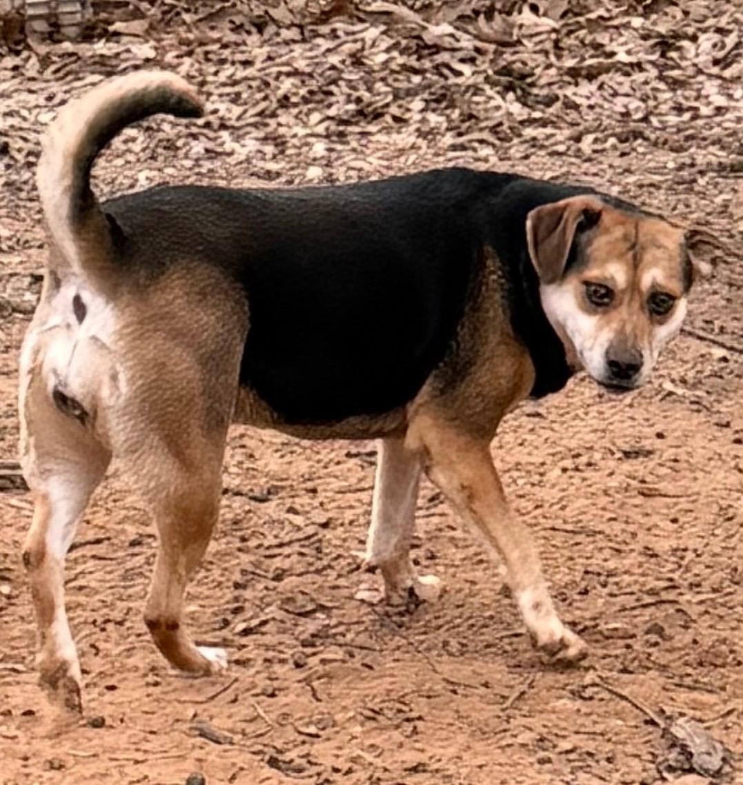 Enlarge Lilly, a Adoptable Beagle in Paris, TX image 1/5