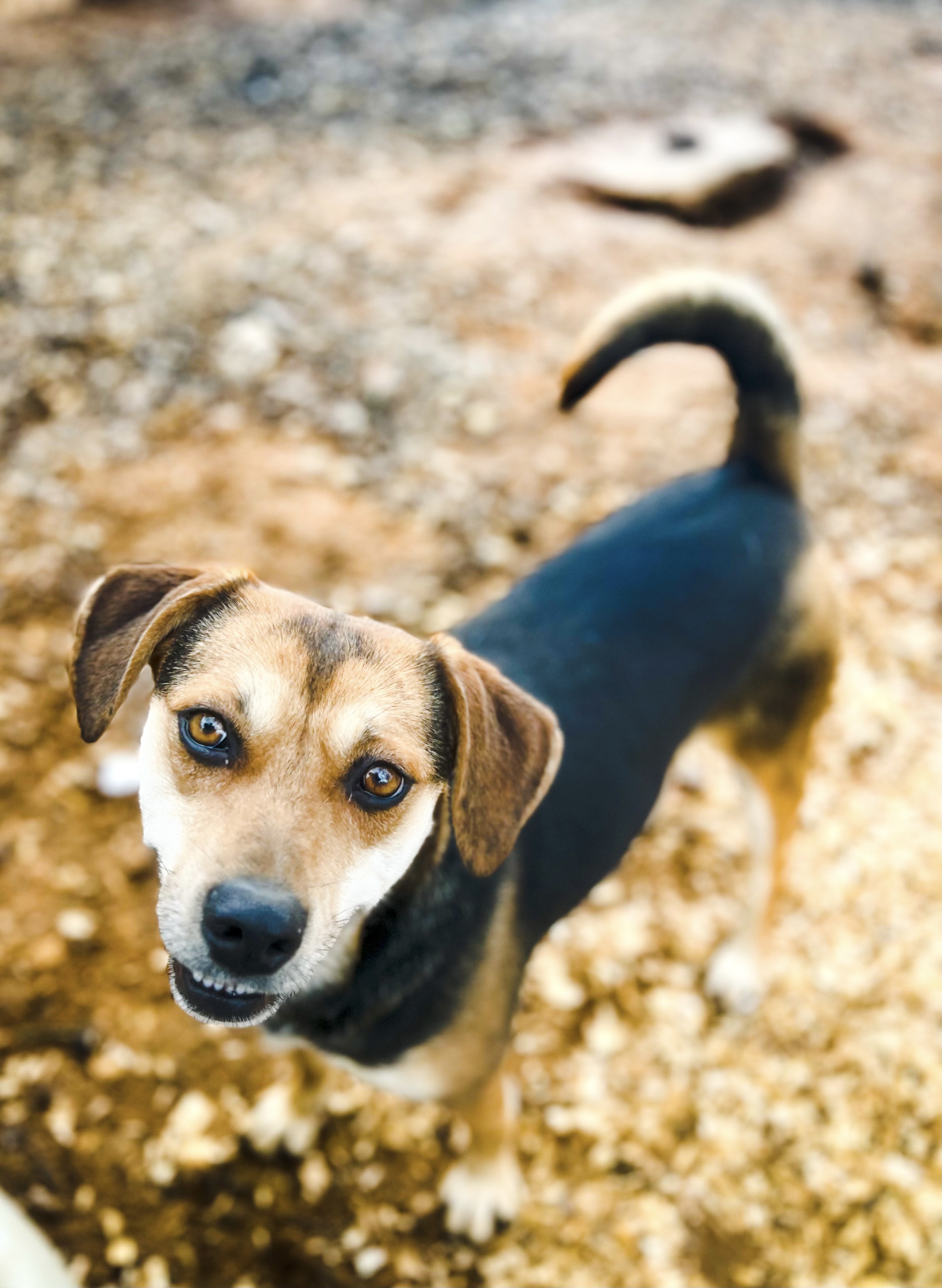 Enlarge Lilly, a Adoptable Beagle image 3/3