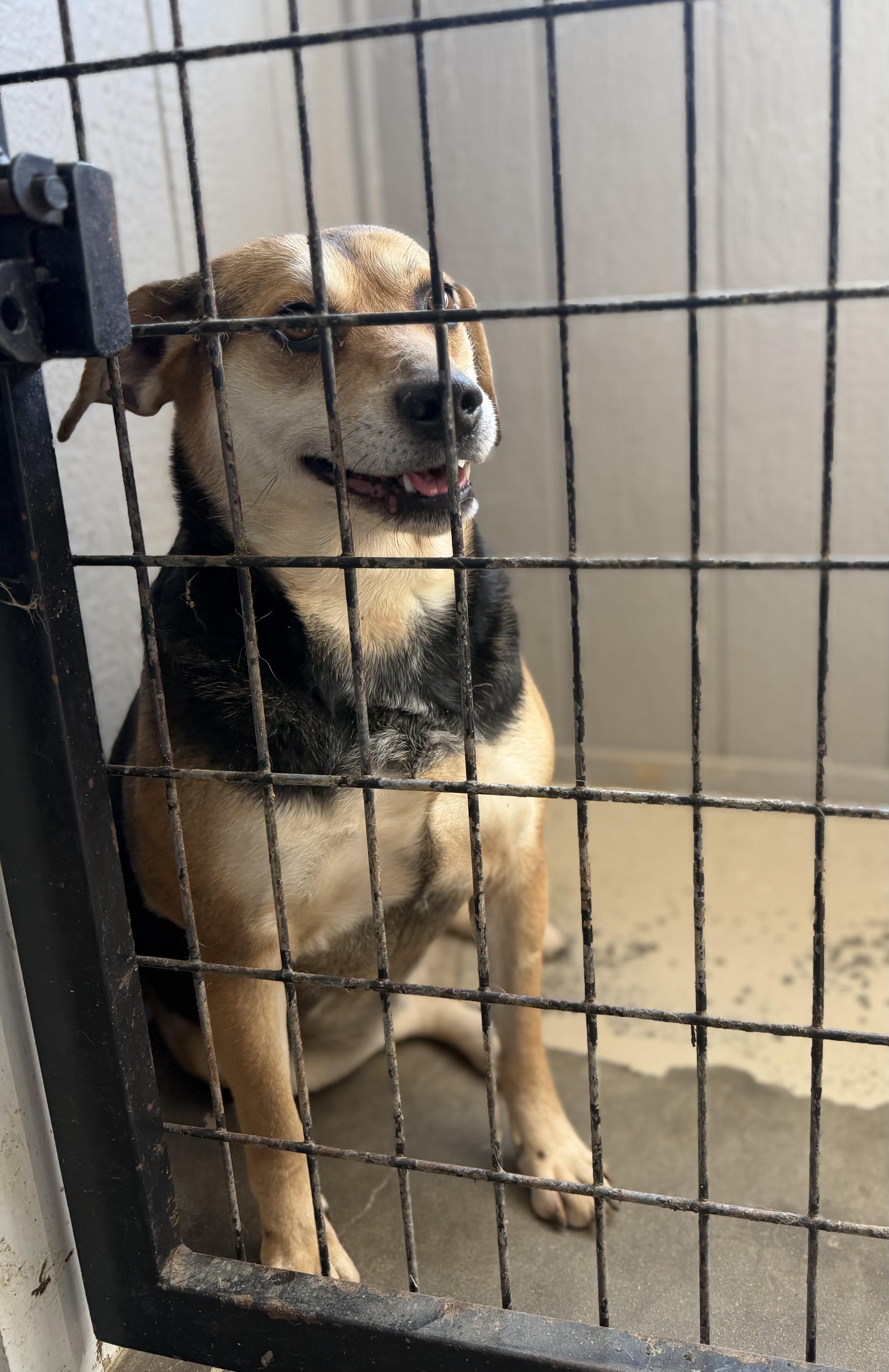 Enlarge Lilly, a Adoptable Beagle in Paris, TX image 1/5