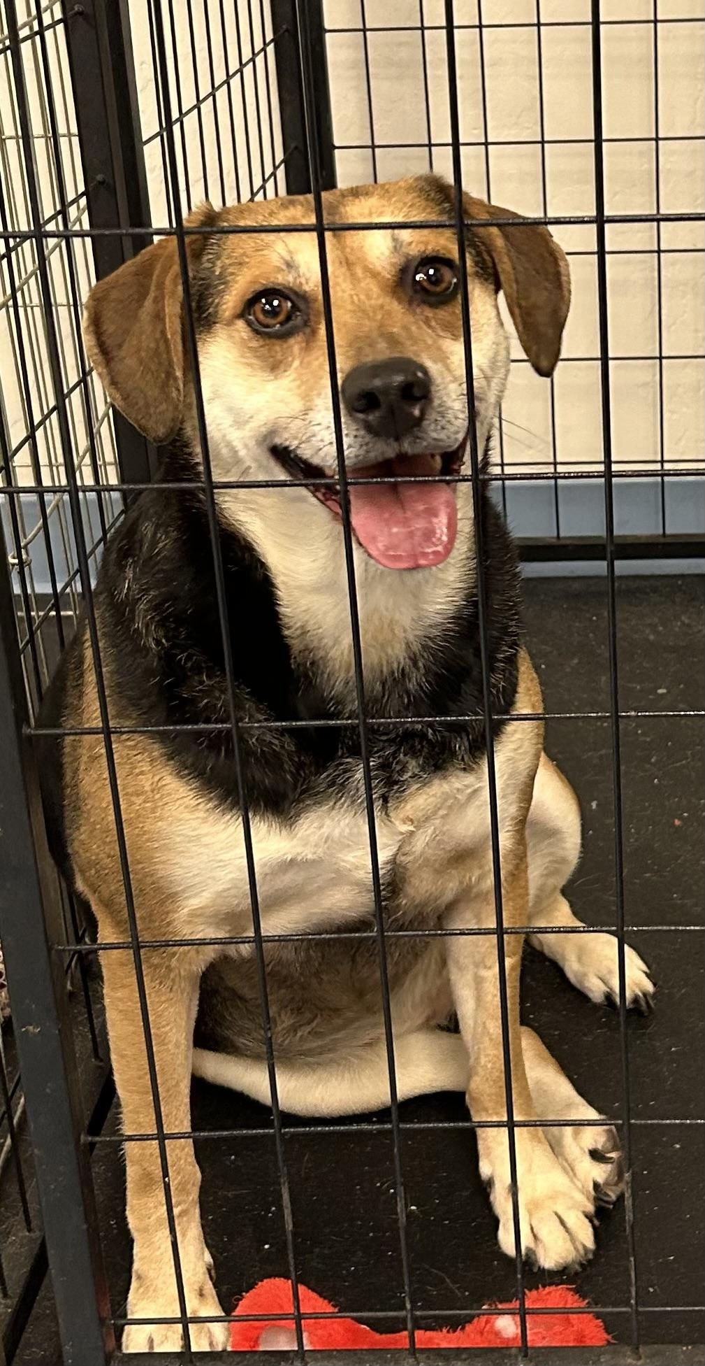 Enlarge Lilly, a Adoptable Beagle in Paris, TX image 4/5