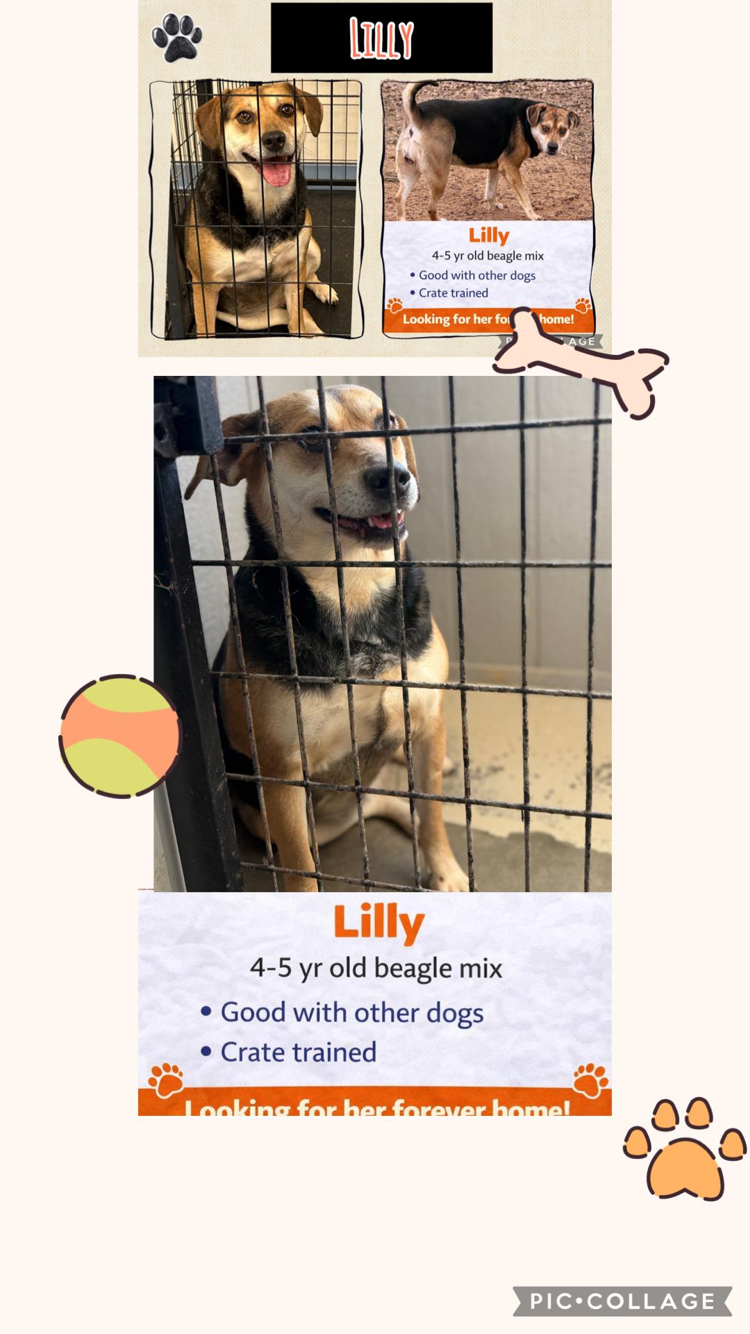 Enlarge Lilly, a Adoptable Beagle in Paris, TX image 5/5