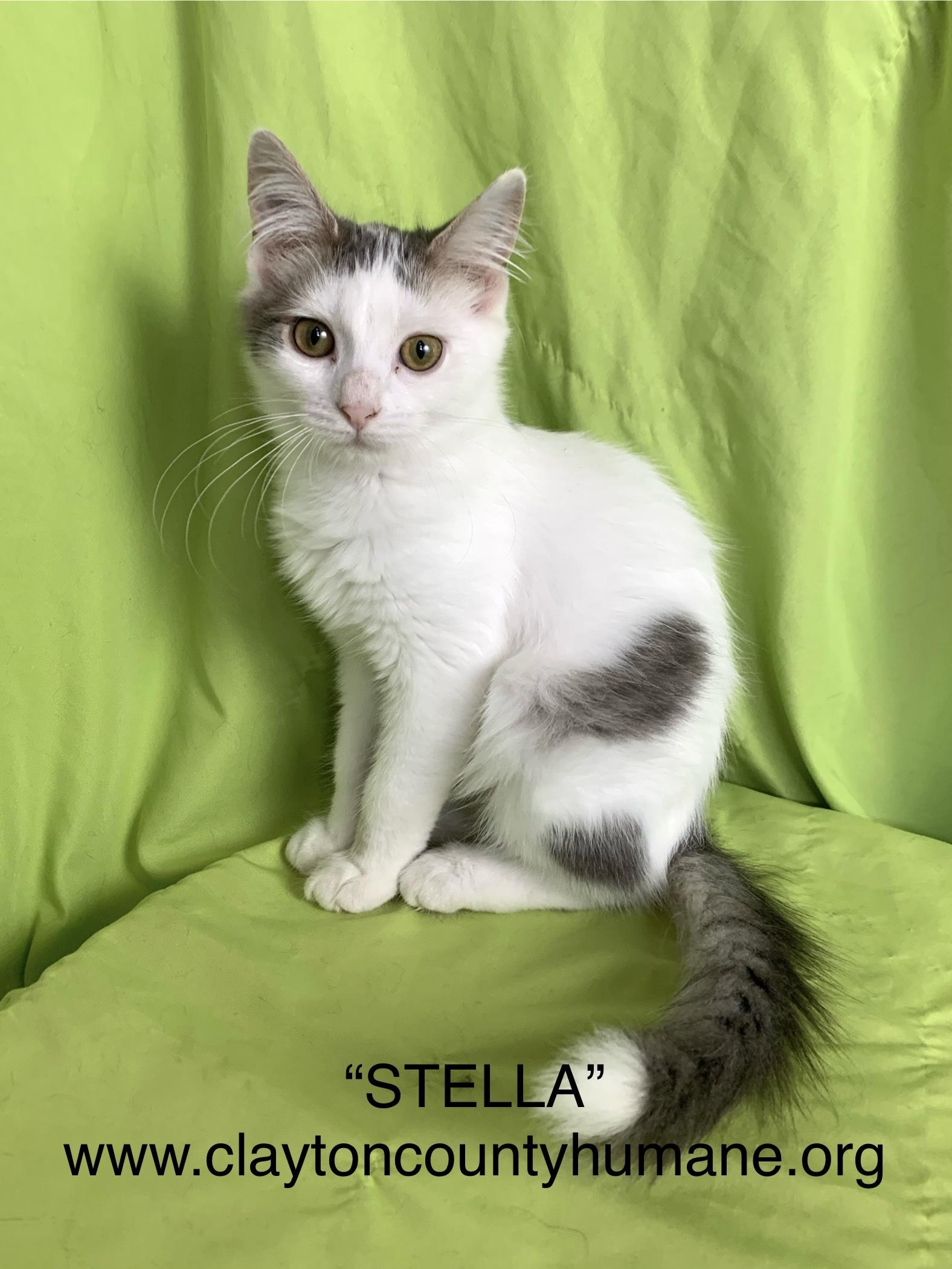 Stella, Adoptable, Young Female Domestic Medium Hair.