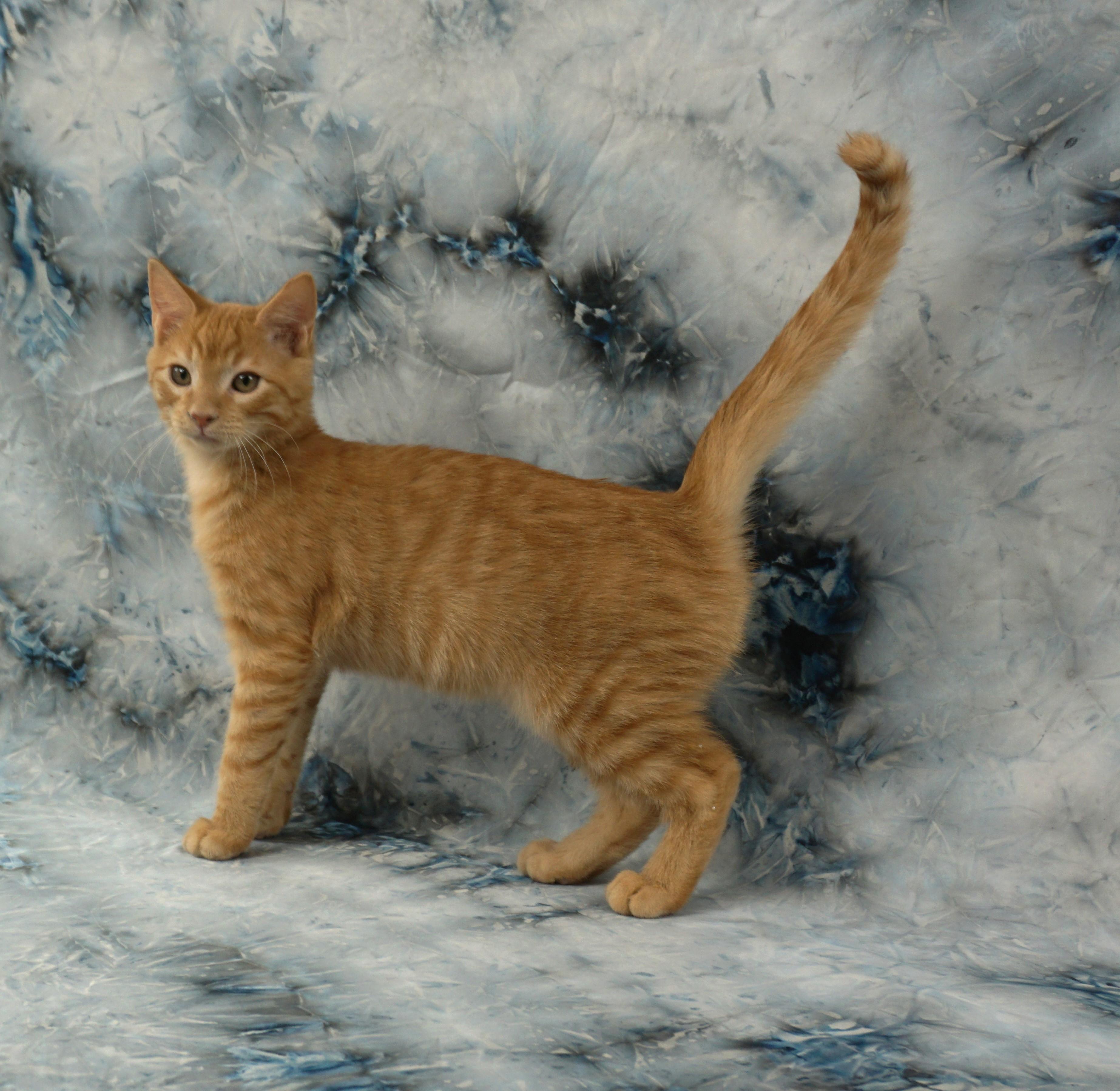 Enlarge ALEX - FRIENDLY AND FUN LOVING, a ADOPTABLE Domestic Short Hair in Plano, TX image 5/6