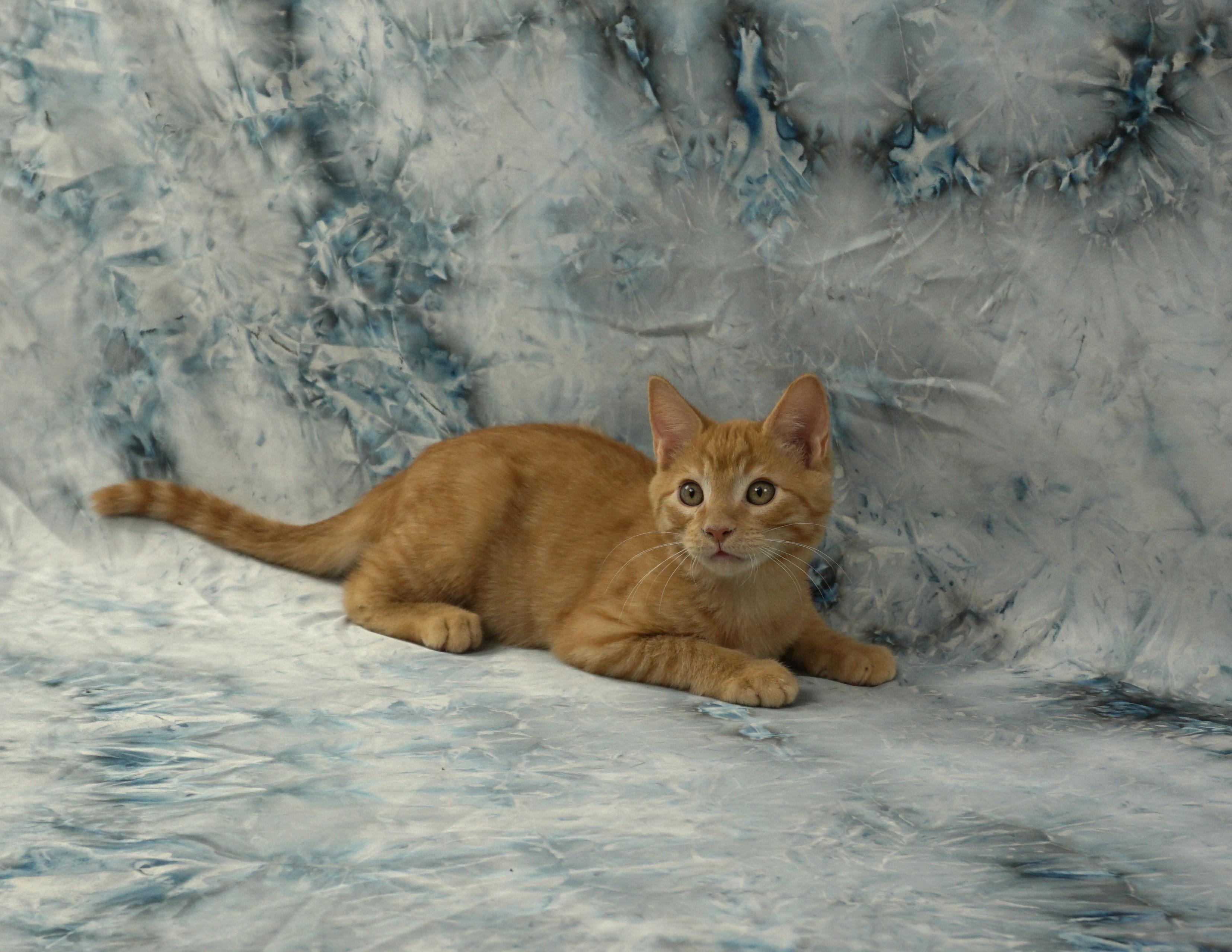 Enlarge ALEX - FRIENDLY AND FUN LOVING, a ADOPTABLE Domestic Short Hair in Plano, TX image 3/6