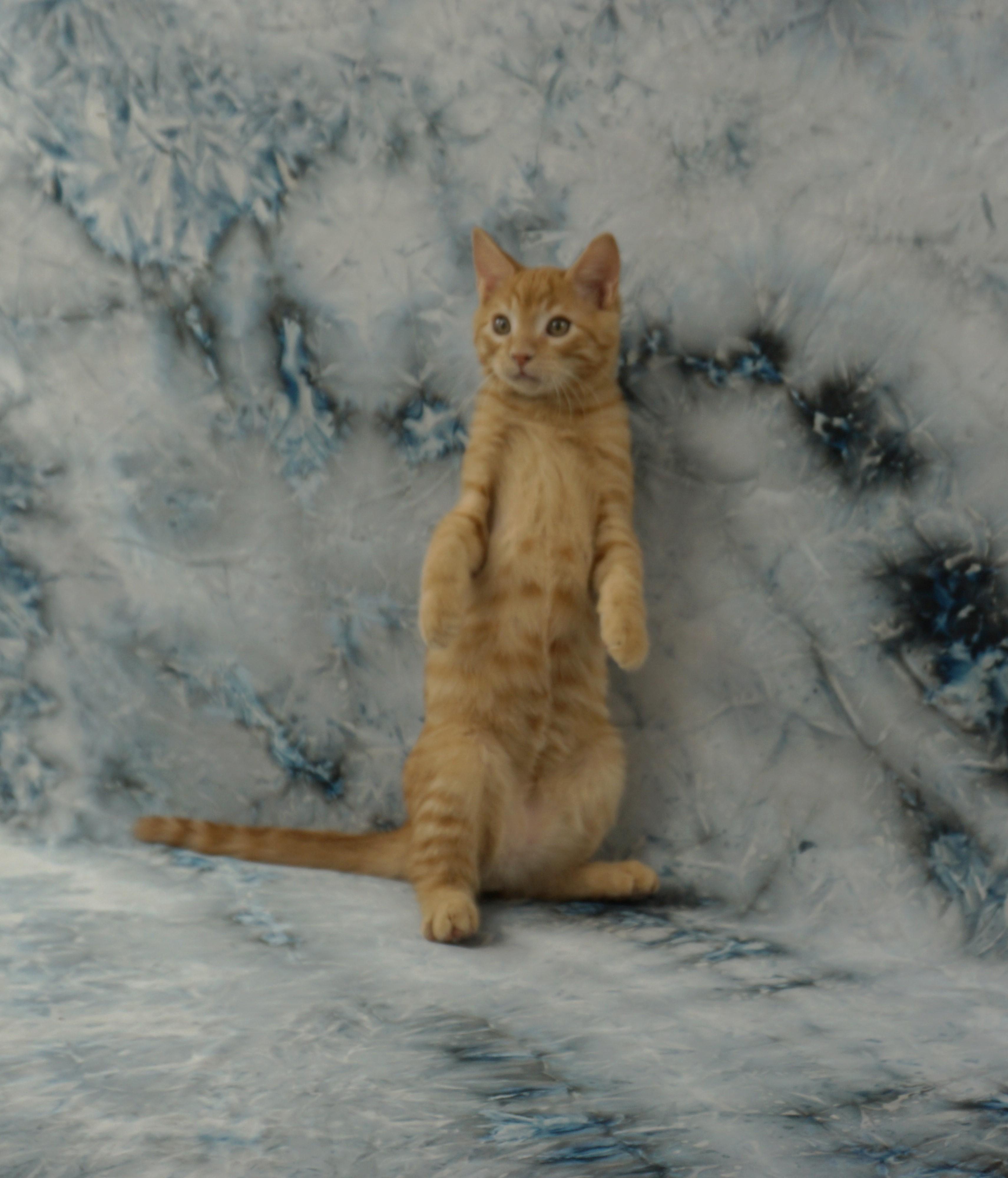 Enlarge ALEX - FRIENDLY AND FUN LOVING, a ADOPTABLE Domestic Short Hair in Plano, TX image 4/6