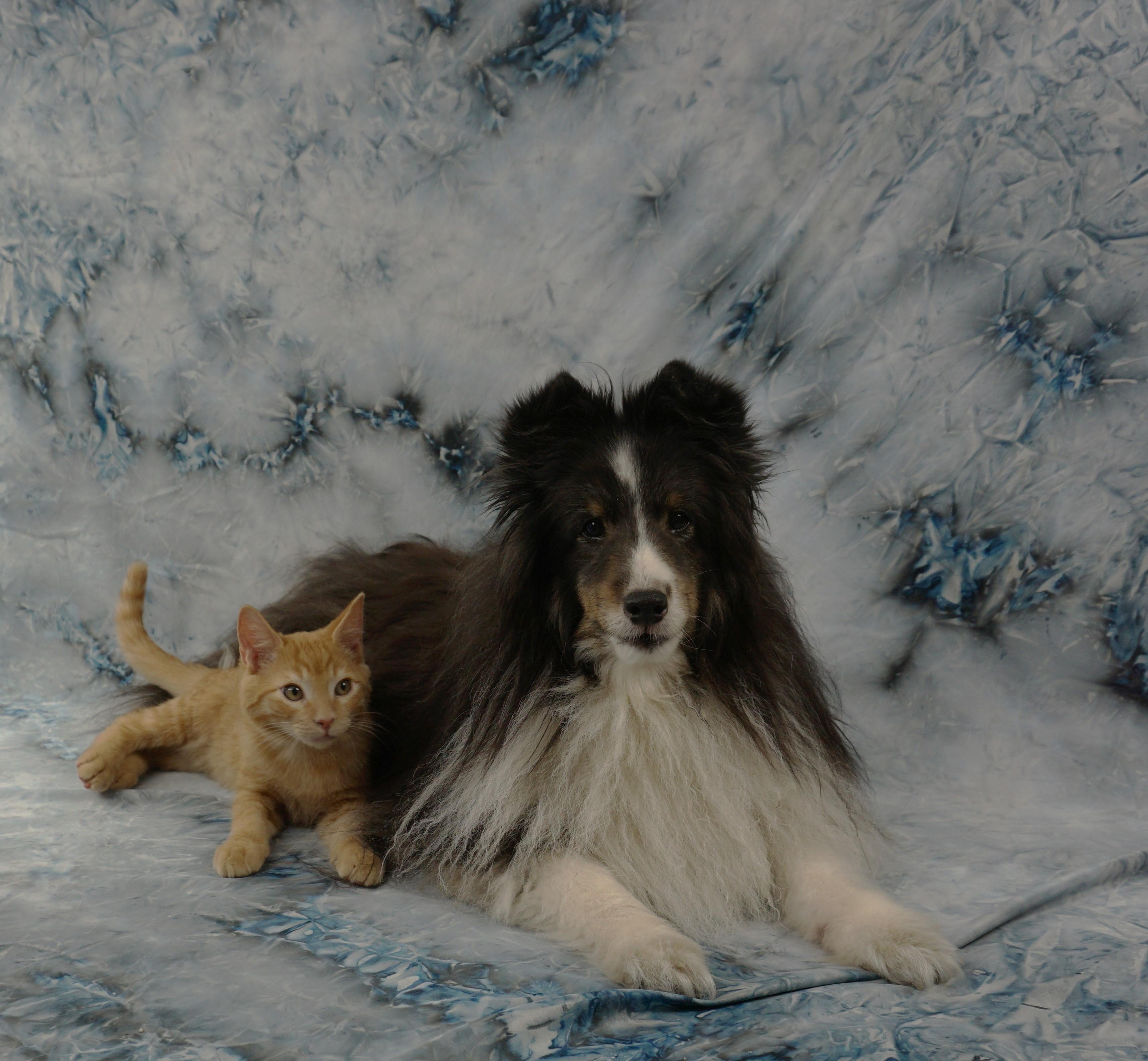 Enlarge ALEX - FRIENDLY AND FUN LOVING, a ADOPTABLE Domestic Short Hair in Plano, TX image 2/6