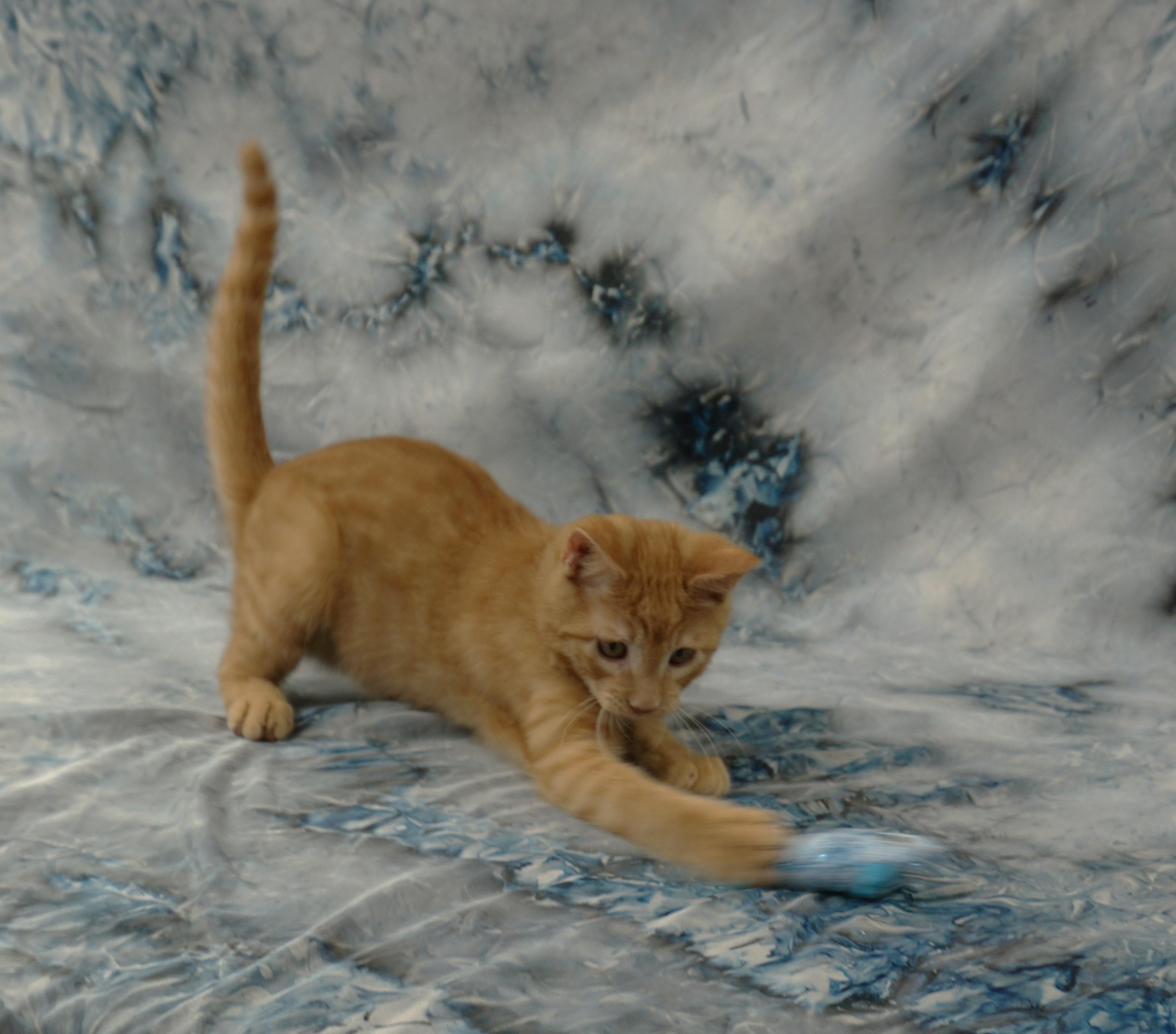 Enlarge ALEX - FRIENDLY AND FUN LOVING, a ADOPTABLE Domestic Short Hair in Plano, TX image 6/6