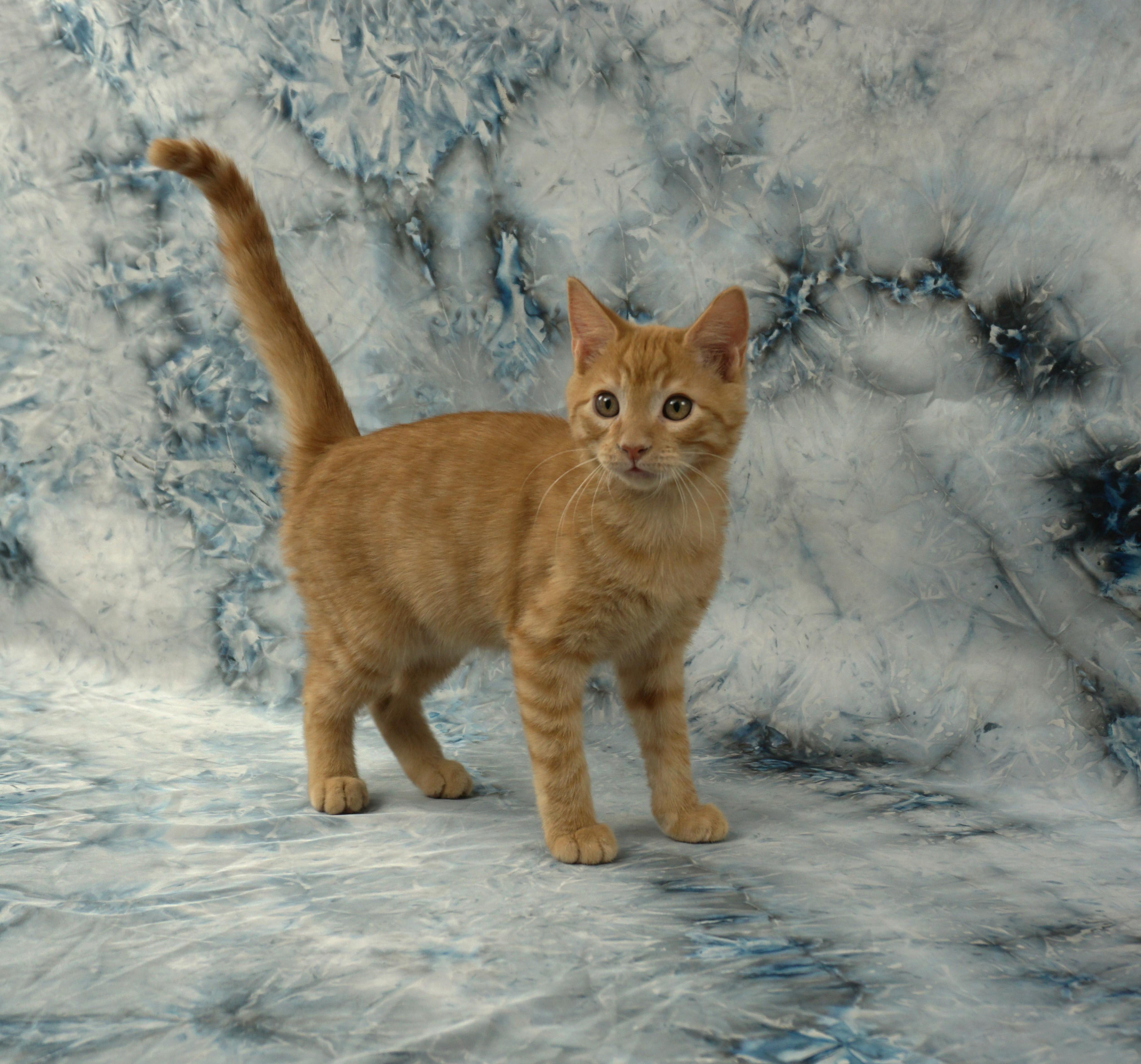 ALEX - FRIENDLY AND FUN LOVING, ADOPTABLE, Kitten Male Domestic Short Hair.