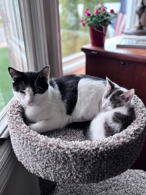 Enlarge Bessie, a Adoptable Domestic Short Hair in North Babylon, NY image 2/3