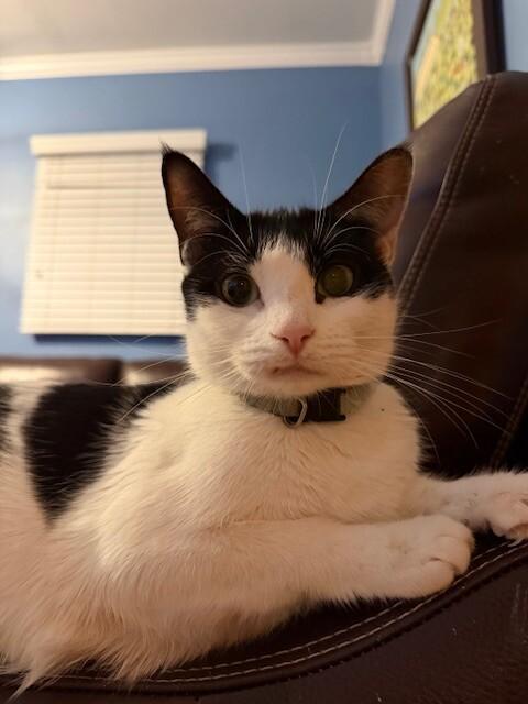 Enlarge Bessie, a Adoptable Domestic Short Hair in North Babylon, NY image 3/3