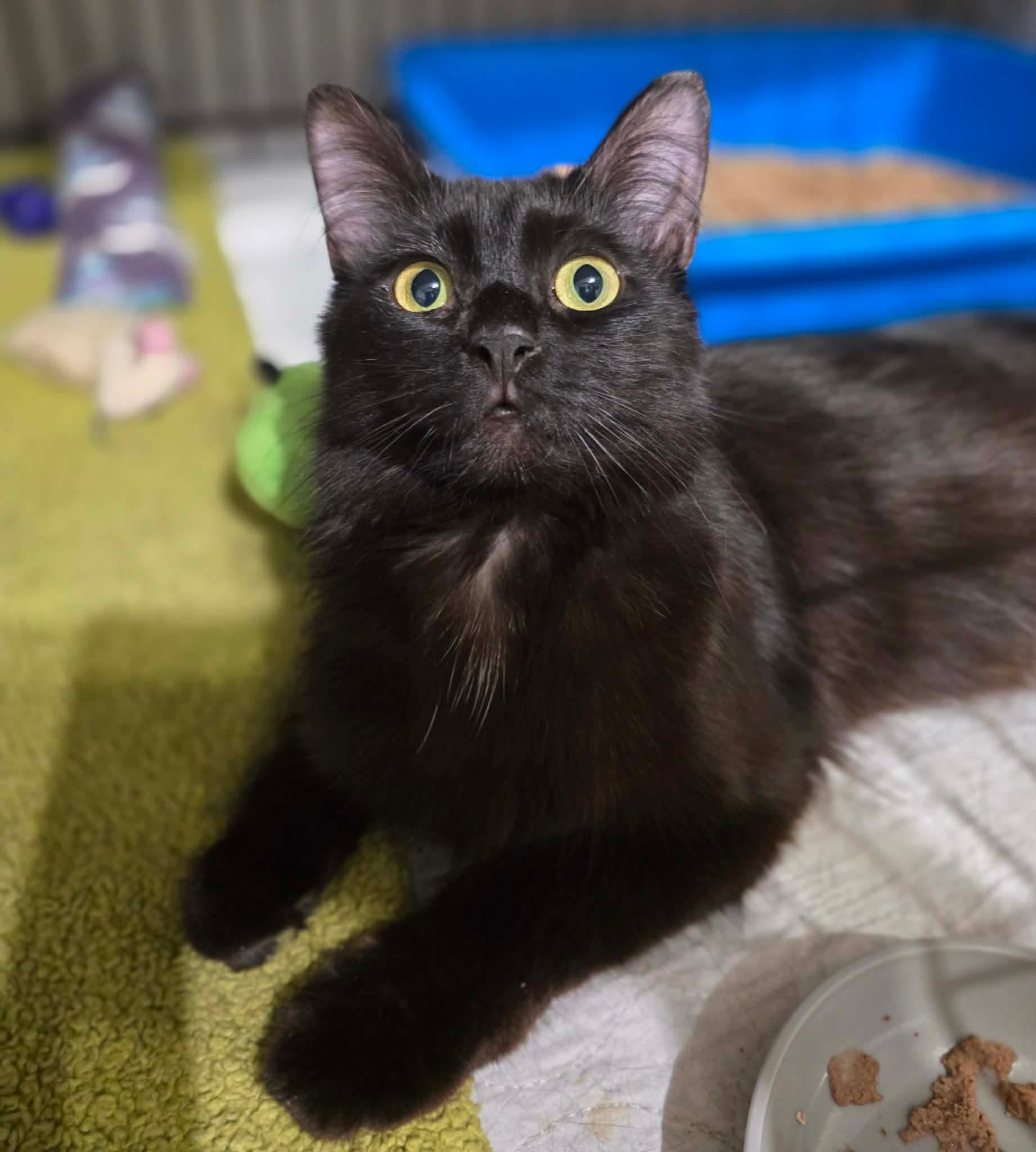 Enlarge Kaya, a Adoptable Domestic Medium Hair in Terrebonne, QC image 3/6