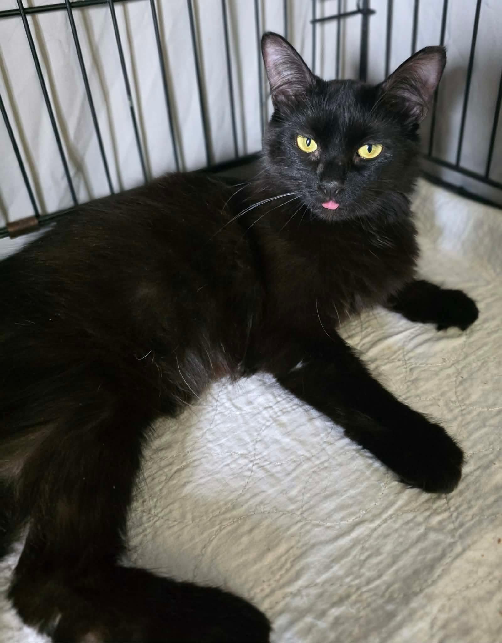 Enlarge Kaya, a Adoptable Domestic Medium Hair in Terrebonne, QC image 4/6