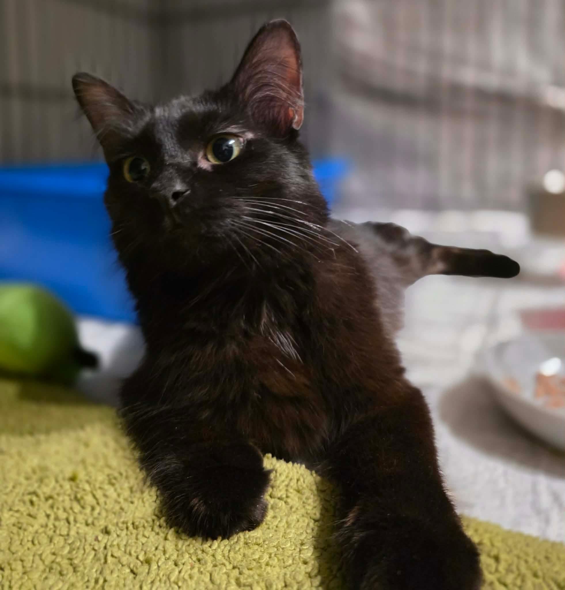Enlarge Kaya, a Adoptable Domestic Medium Hair in Terrebonne, QC image 2/6