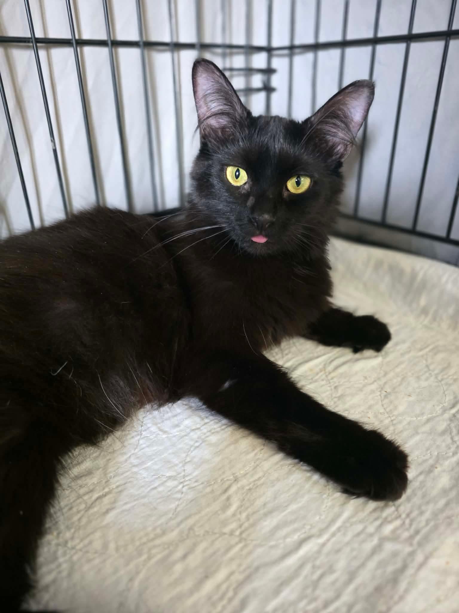Enlarge Kaya, a Adoptable Domestic Medium Hair in Terrebonne, QC image 1/6