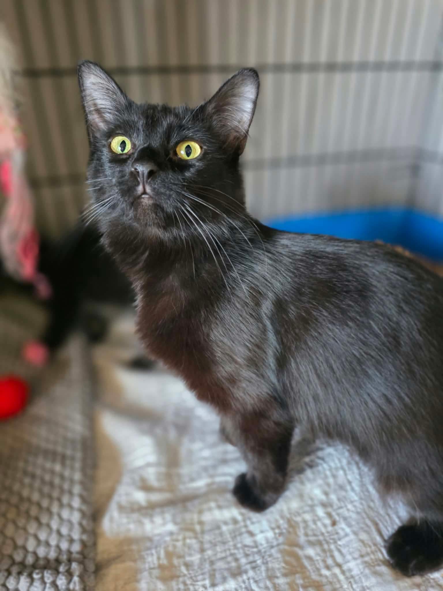 Enlarge Kaya, a Adoptable Domestic Medium Hair in Terrebonne, QC image 6/6