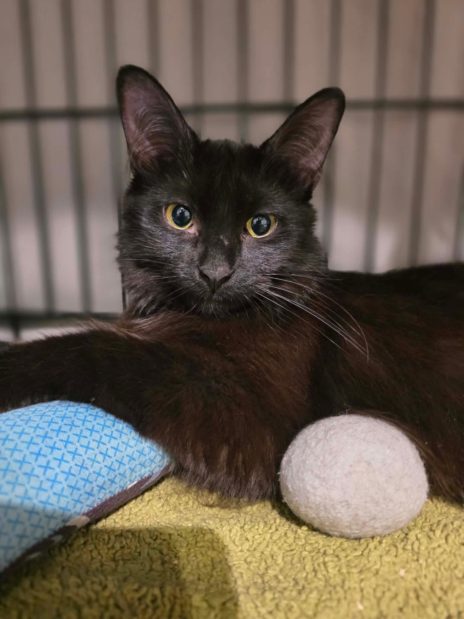 Enlarge Kaya, a Adoptable Domestic Medium Hair in Terrebonne, QC image 5/6