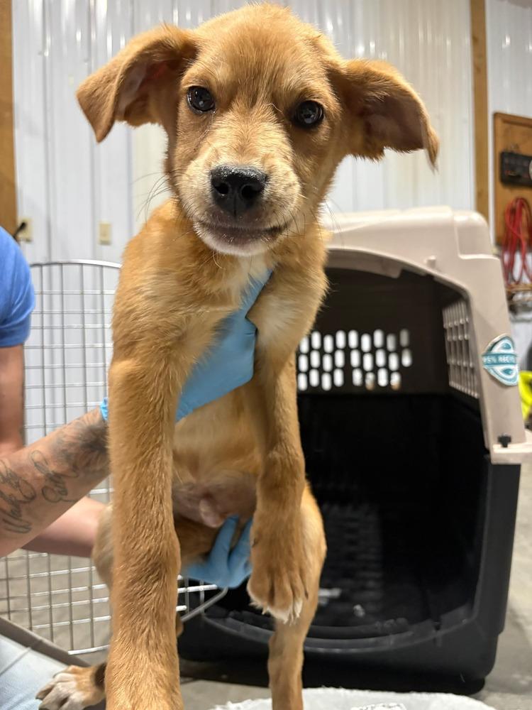 Enlarge Chance, a Adopted mixed breed in Bolivar, MO image 1/2