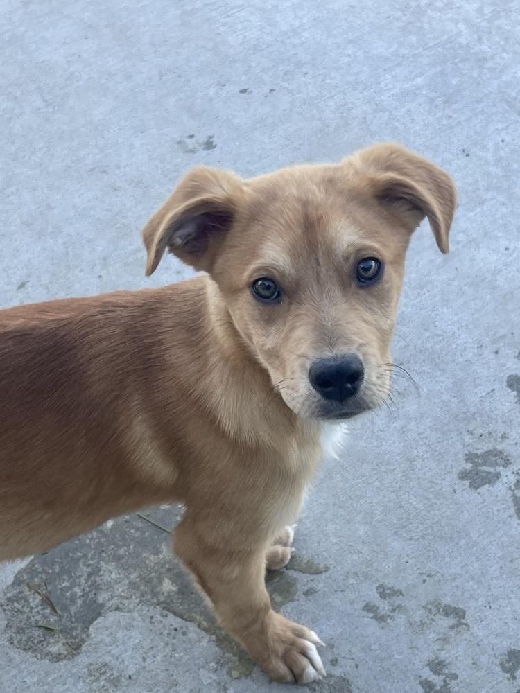 Enlarge Chance, a Adopted mixed breed in Bolivar, MO image 2/2