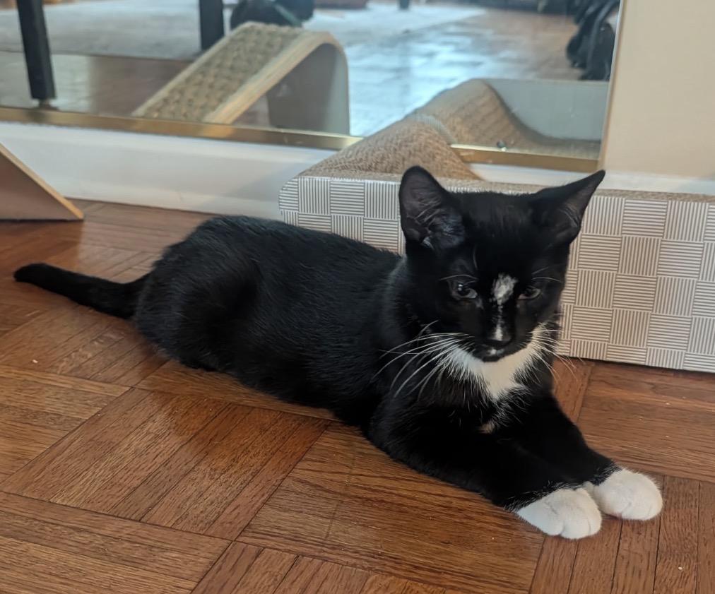 Enlarge ECLAIR - Lap Kitten, an adoptable Domestic Short Hair in Spotswood, NJ image 3/6