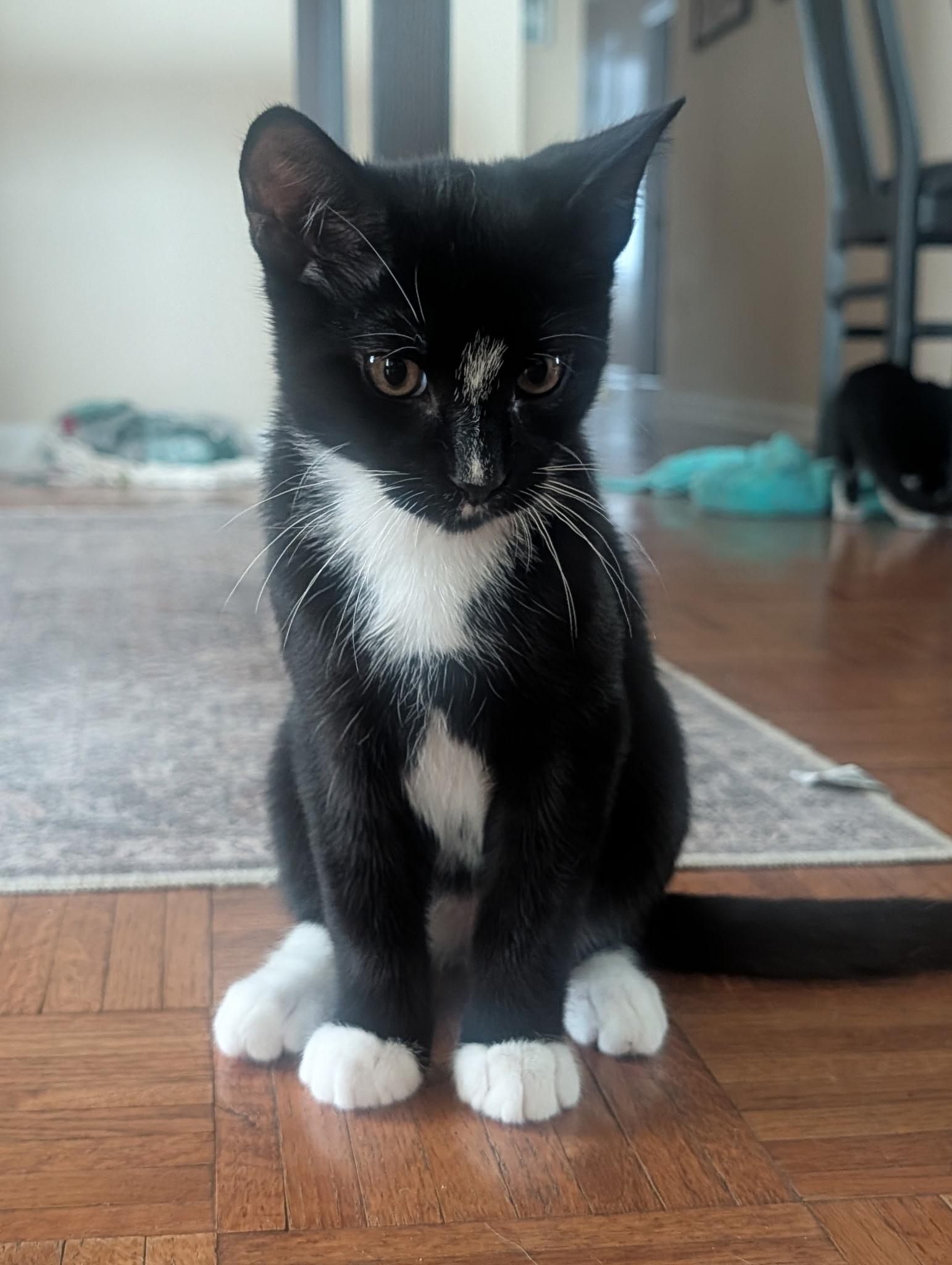 Enlarge ECLAIR - Lap Kitten, an adoptable Domestic Short Hair in Spotswood, NJ image 4/6