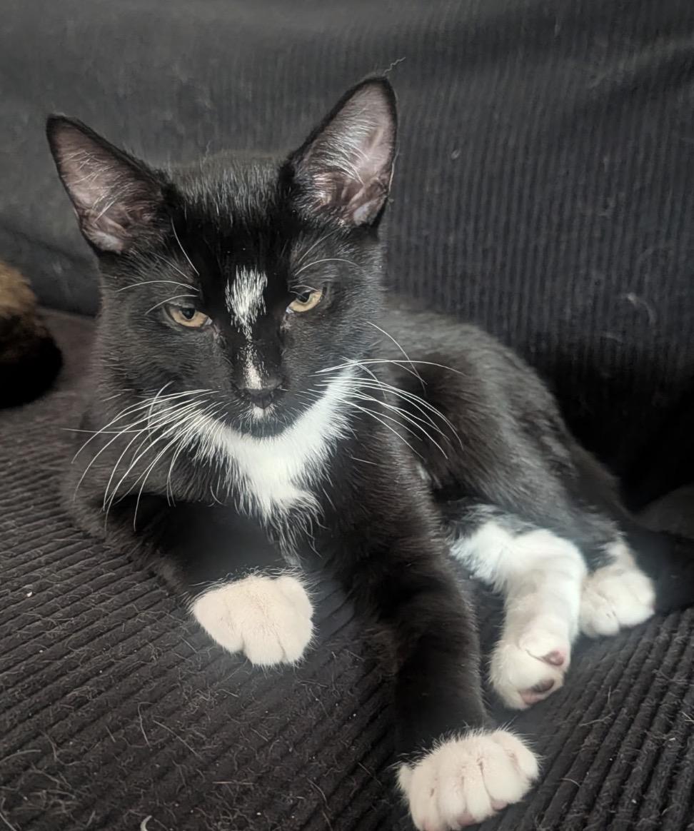 Enlarge ECLAIR - Lap Kitten, an adoptable Domestic Short Hair in Spotswood, NJ image 2/6