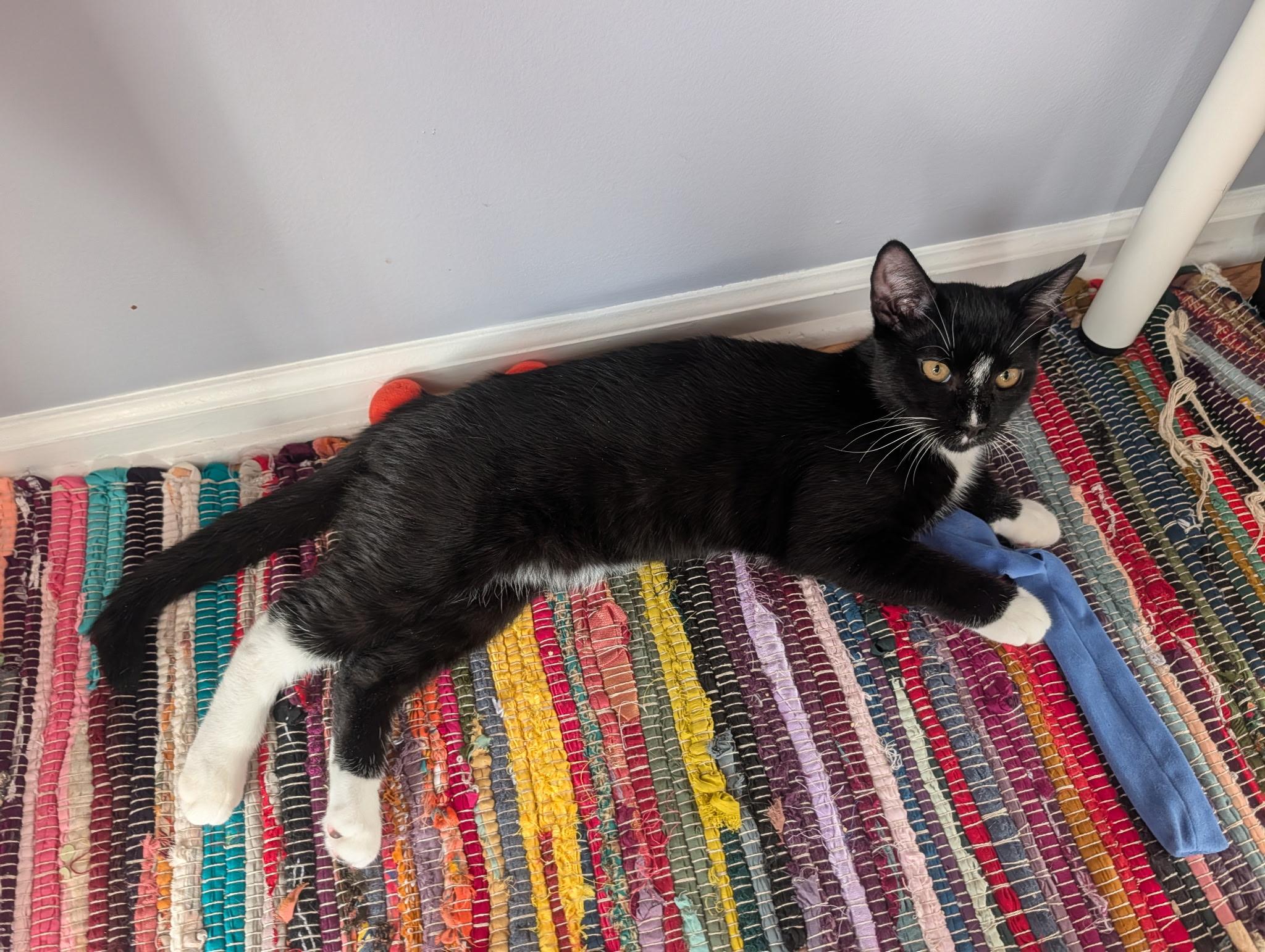 ECLAIR - Lap Kitten, adoptable, Kitten Male Domestic Short Hair.