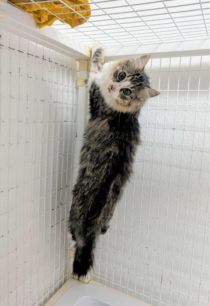 Enlarge Dory, a Adoptable Tabby in Grand Junction, CO image 1/2