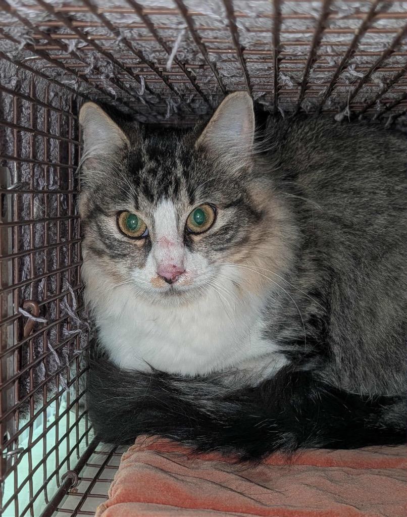 Enlarge Dory, a Adoptable Tabby in Grand Junction, CO image 2/2