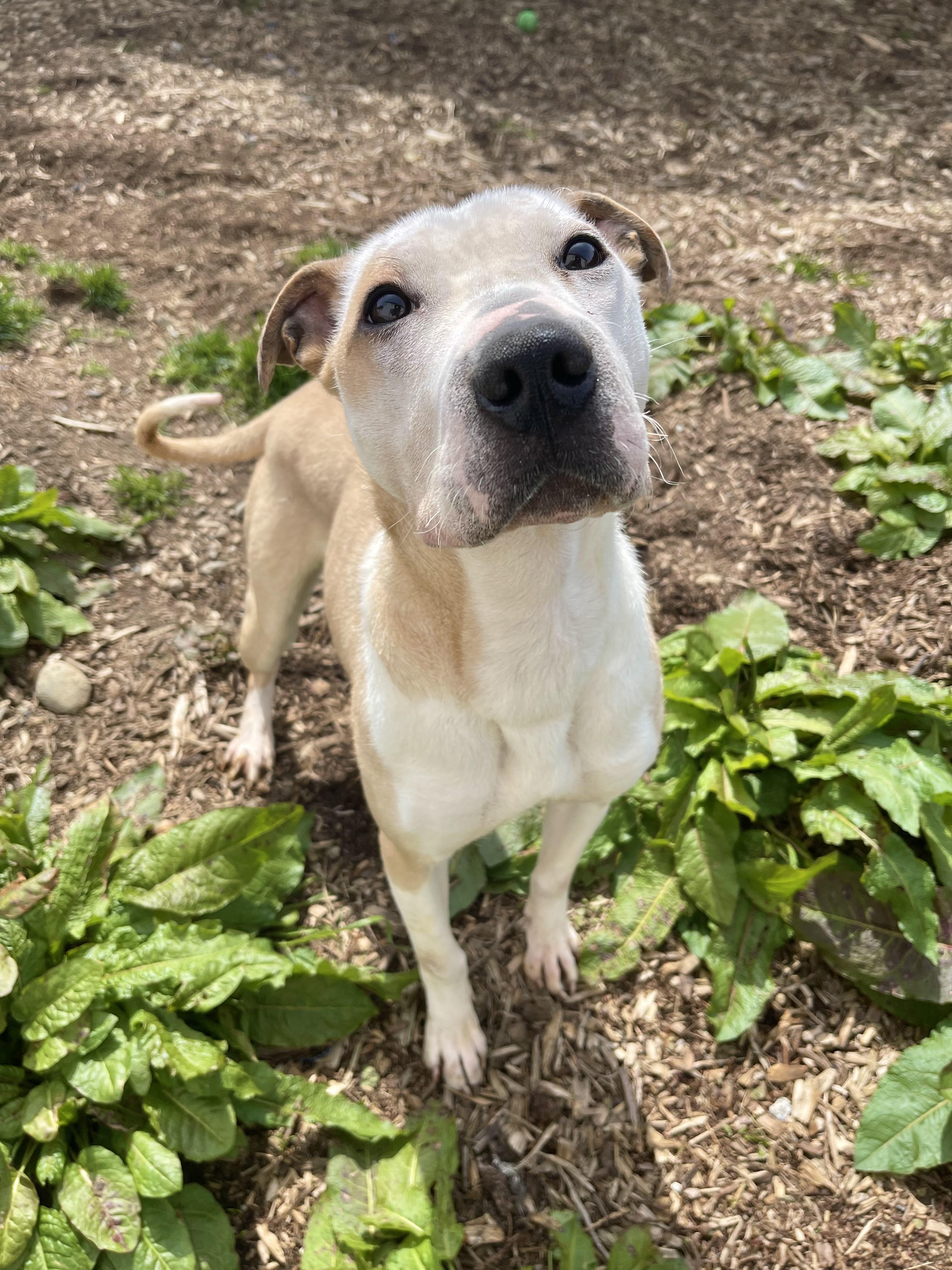 Enlarge Skye, a Adoptable mixed breed in lynnwood , WA image 5/6