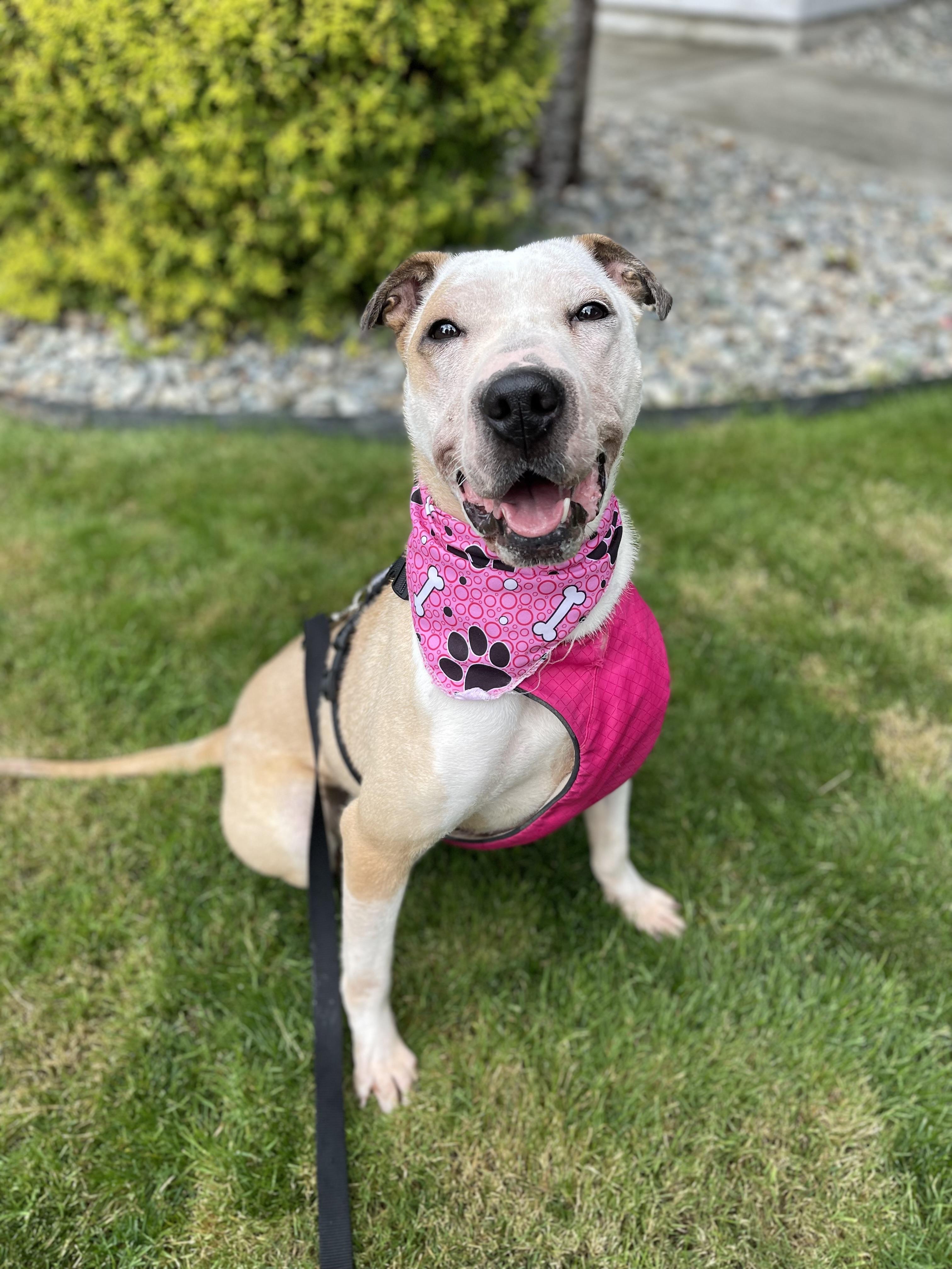 Skye, Adoptable, Adult Female Pit Bull Terrier & Shar-Pei.