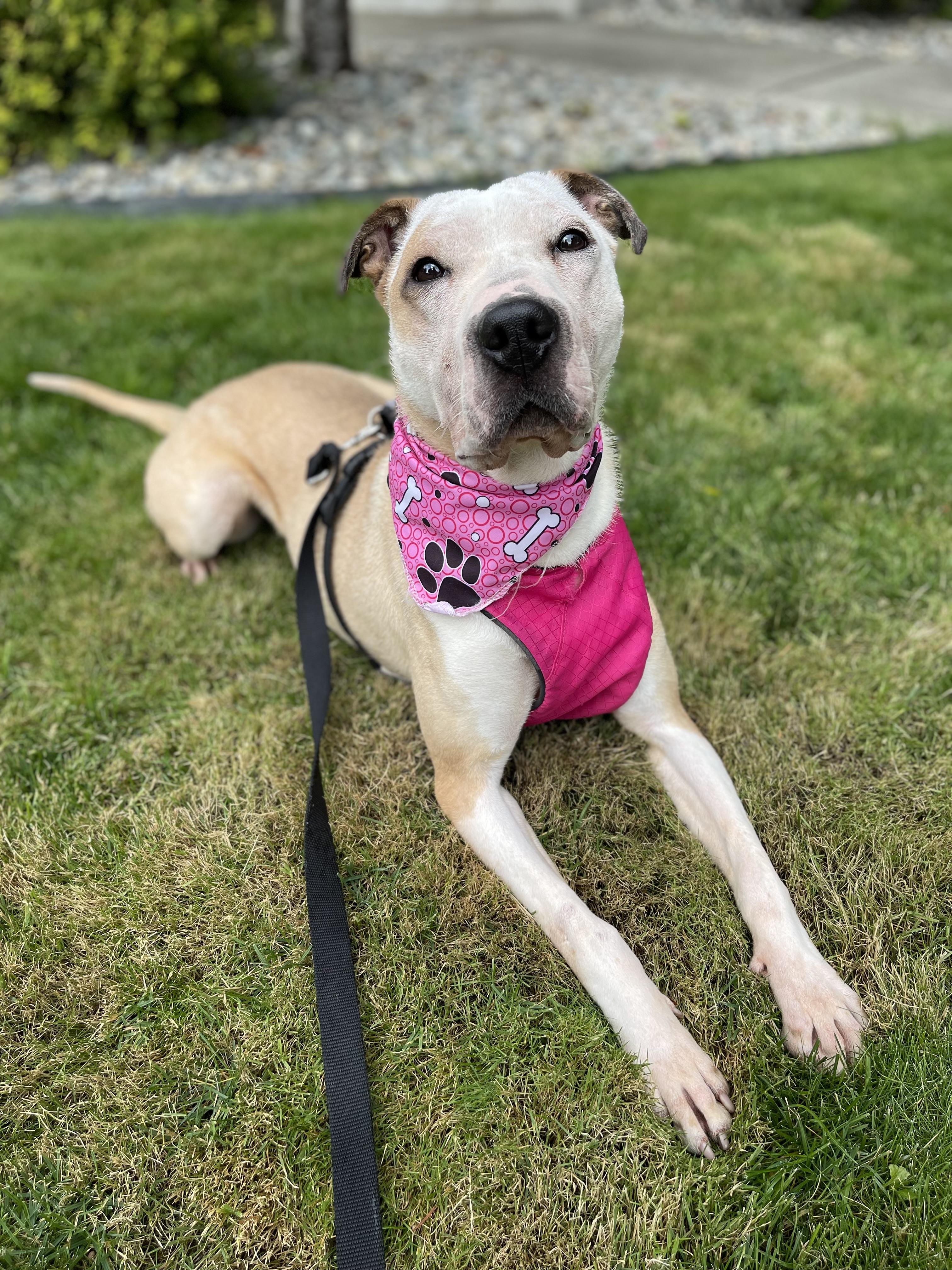 Enlarge Skye, a Adoptable mixed breed in lynnwood , WA image 4/6