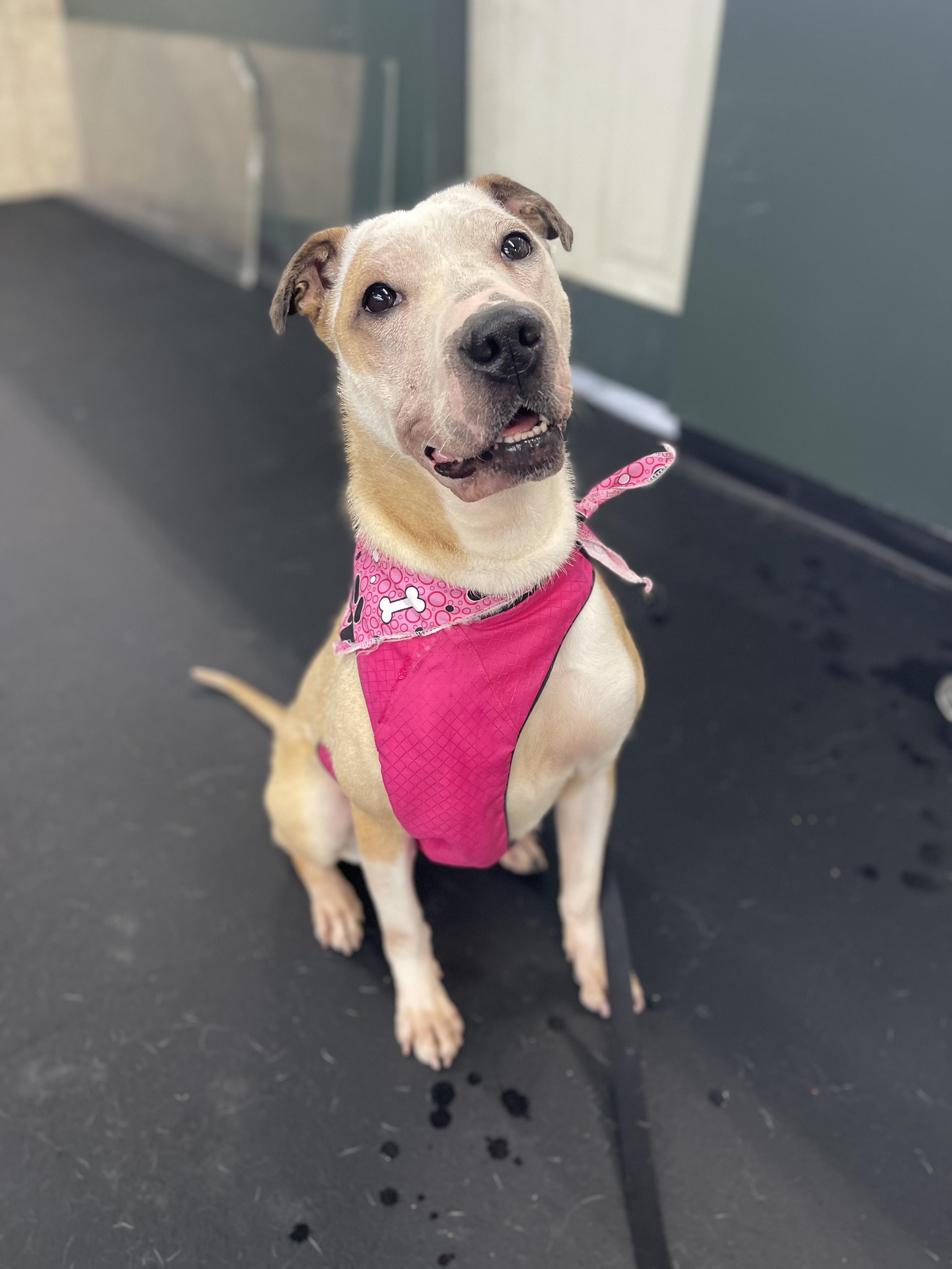 Enlarge Skye, a Adoptable mixed breed in lynnwood , WA image 3/6