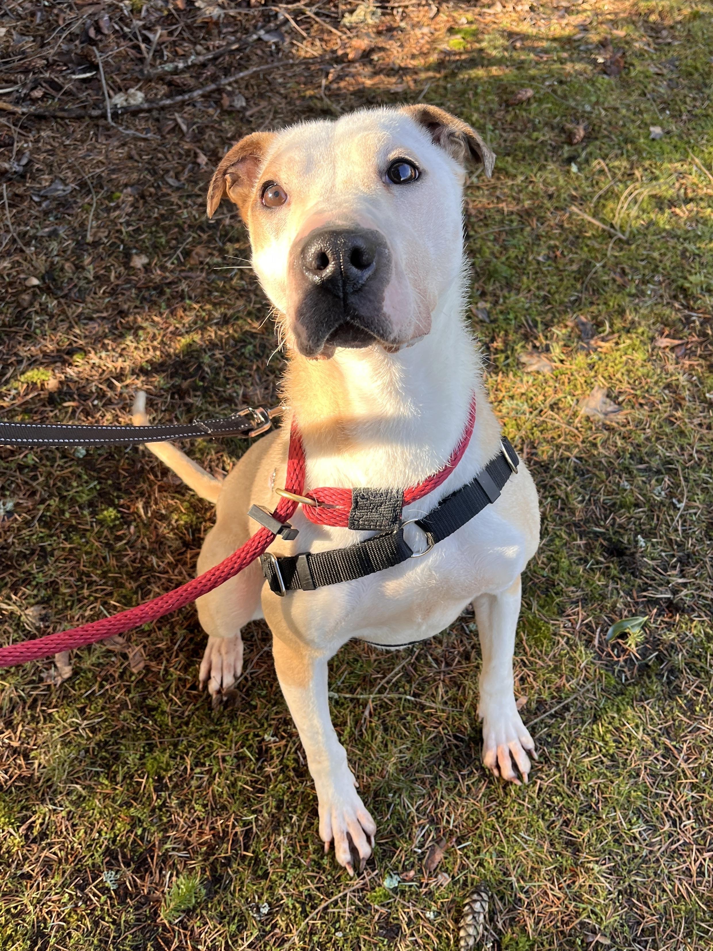 Enlarge Skye, a Adoptable mixed breed in lynnwood , WA image 6/6