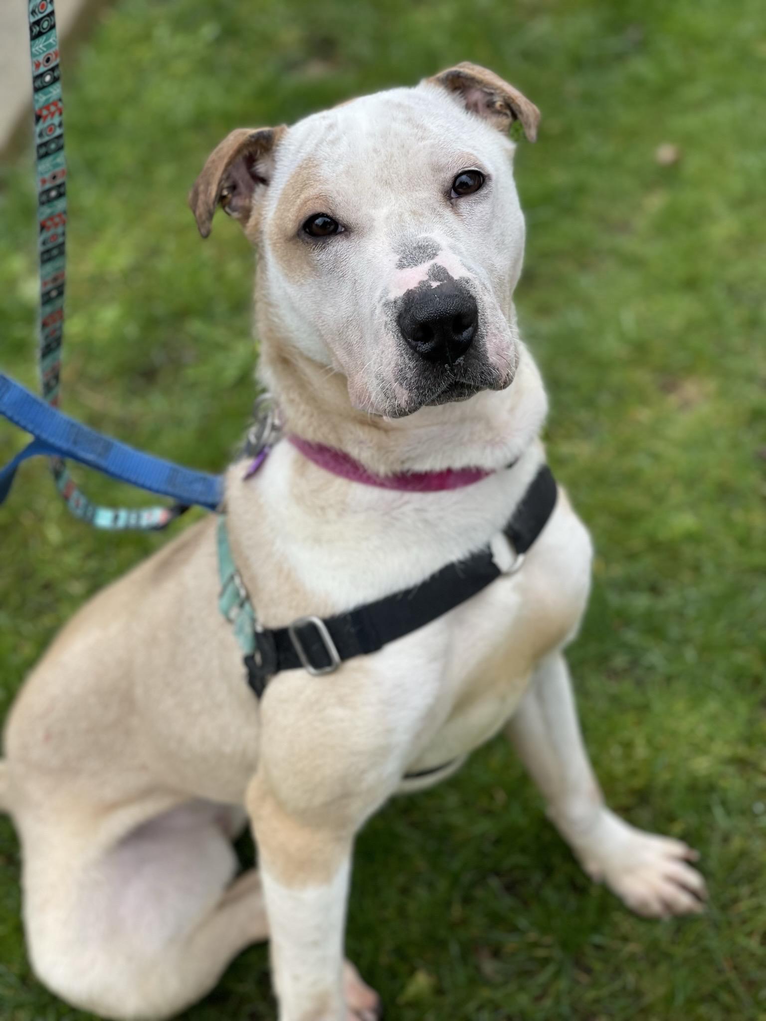 Enlarge Skye, a Adoptable mixed breed in lynnwood , WA image 2/6