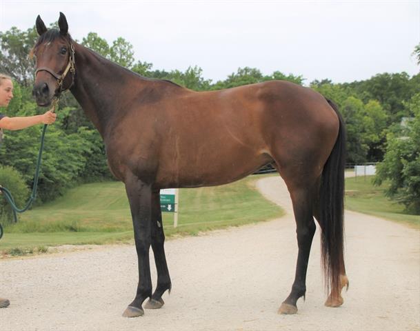 JUNO, Adoptable, Adult Female Thoroughbred.