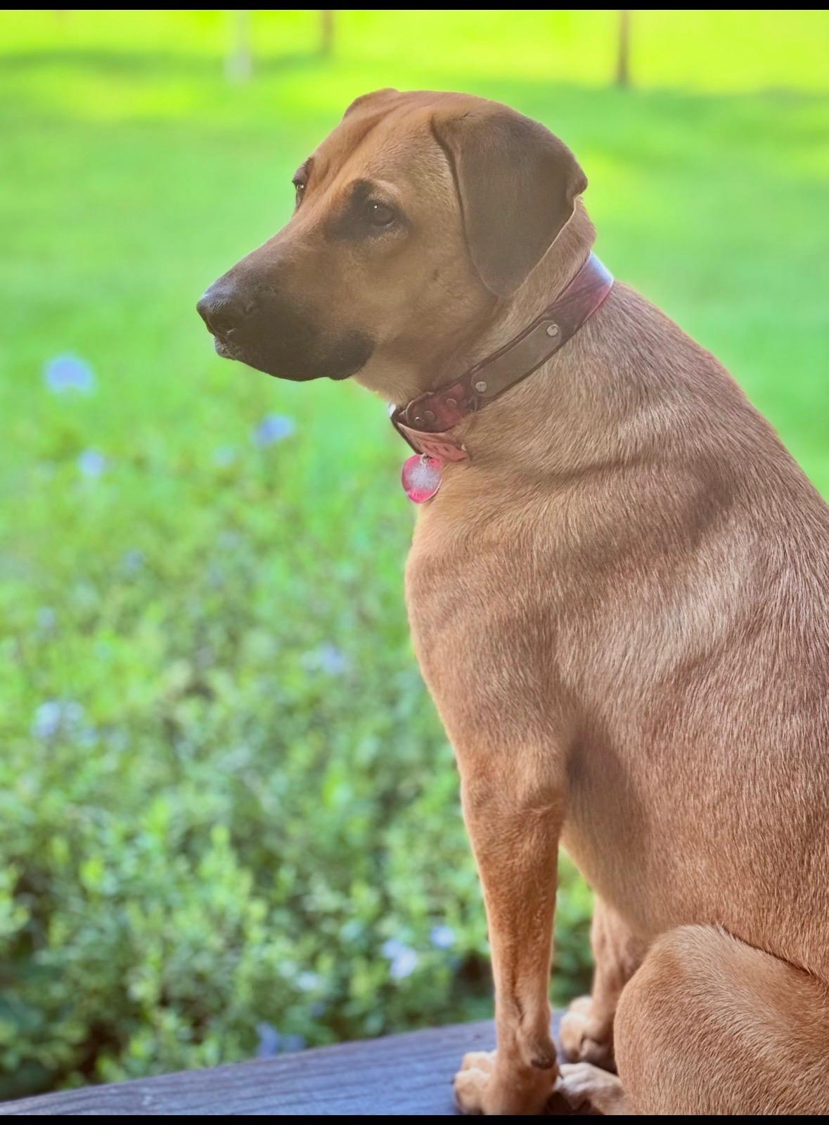 Enlarge Auggie, a ADOPTABLE mixed breed in Saint Augustine, FL image 2/2