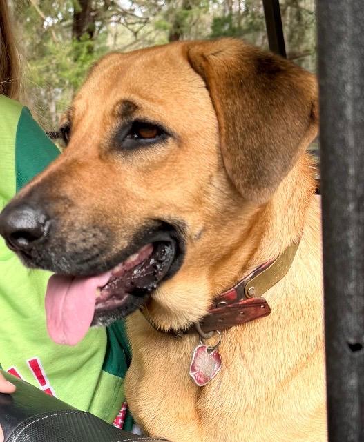 Auggie, ADOPTABLE, Adult Female German Shepherd Dog.