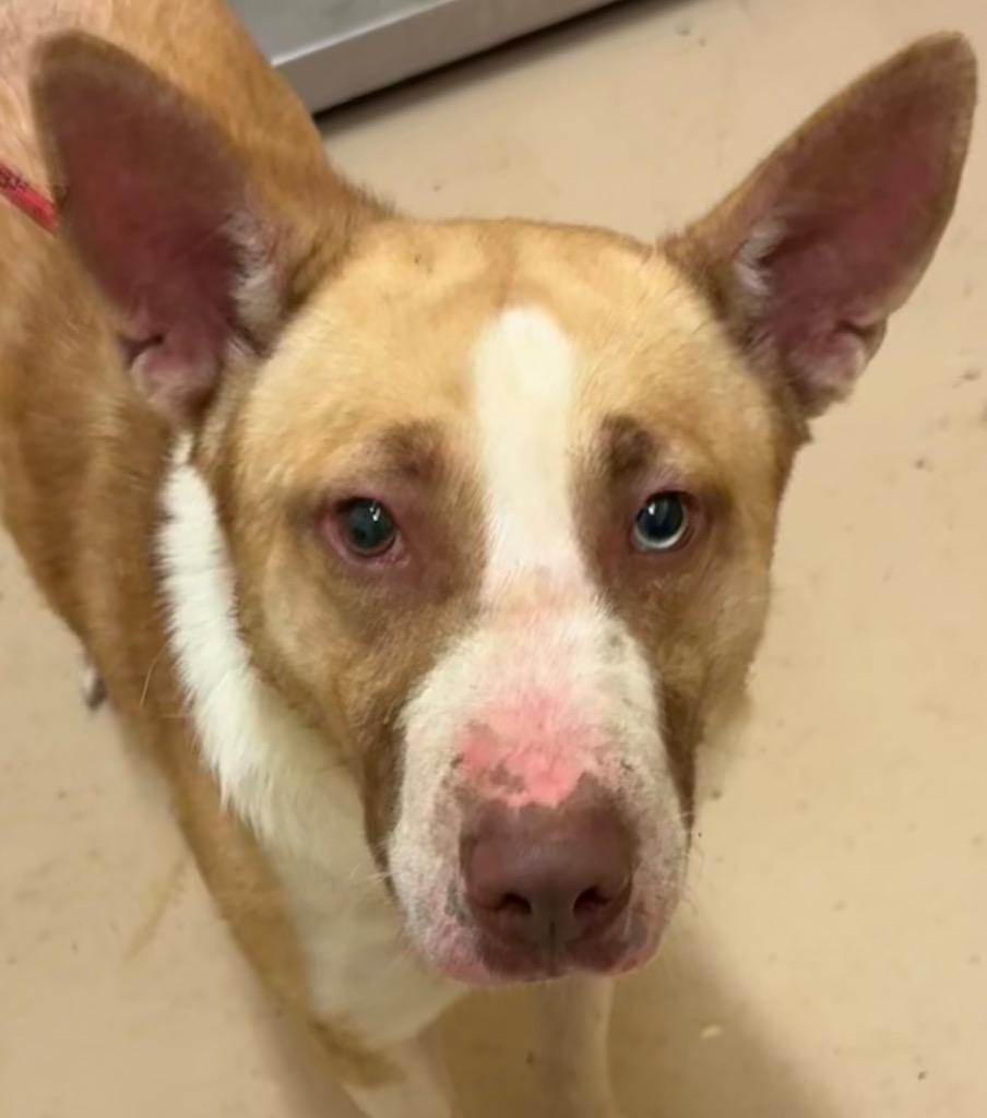 BRUNO, Adoptable, Adult Male Corgi.