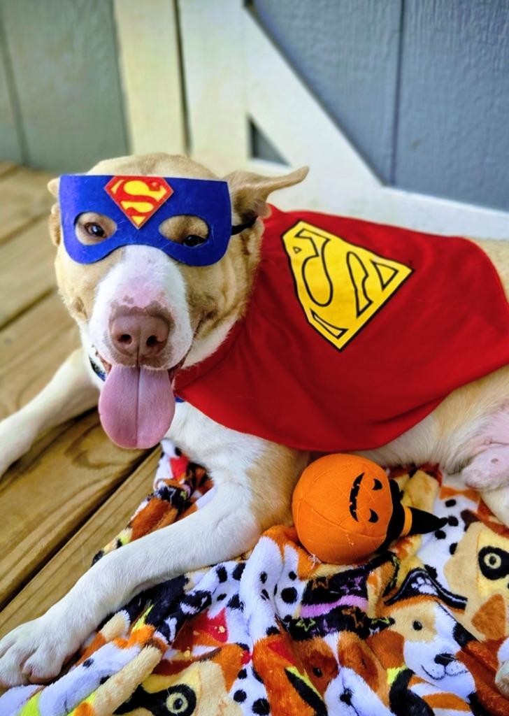 BRUNO, Adoptable, Adult Male Husky.