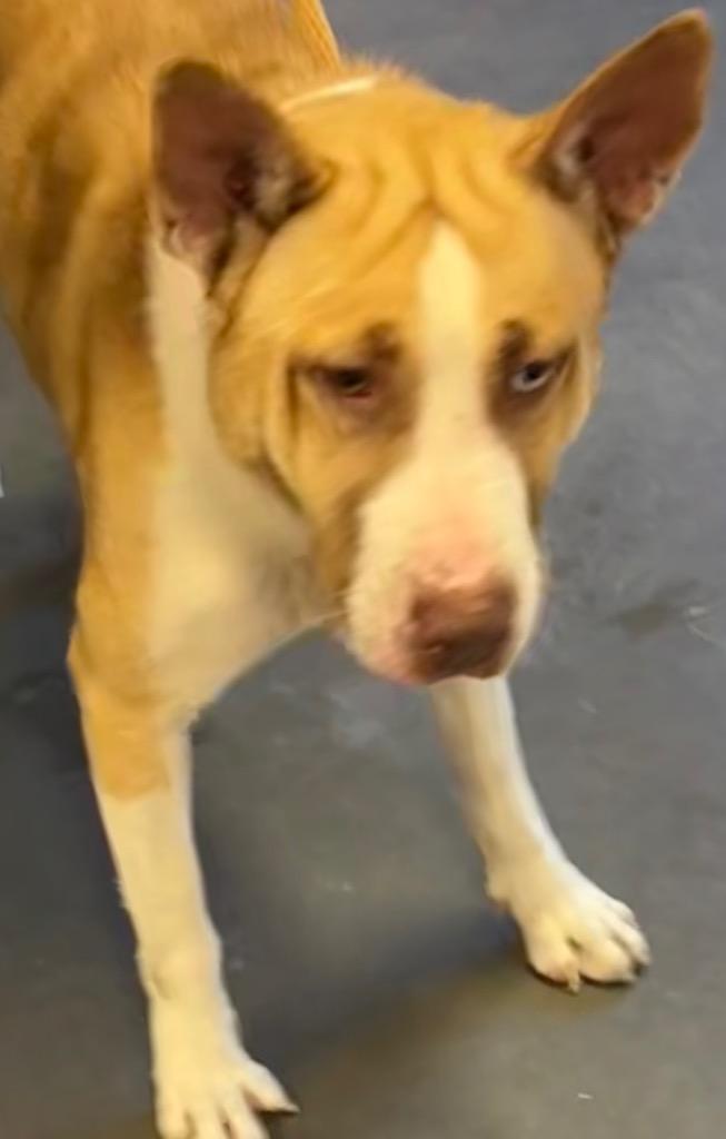 BRUNO, a Adoptable Husky image 2/6