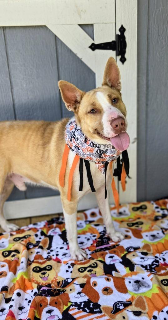 BRUNO, a Adoptable Husky image 6/6