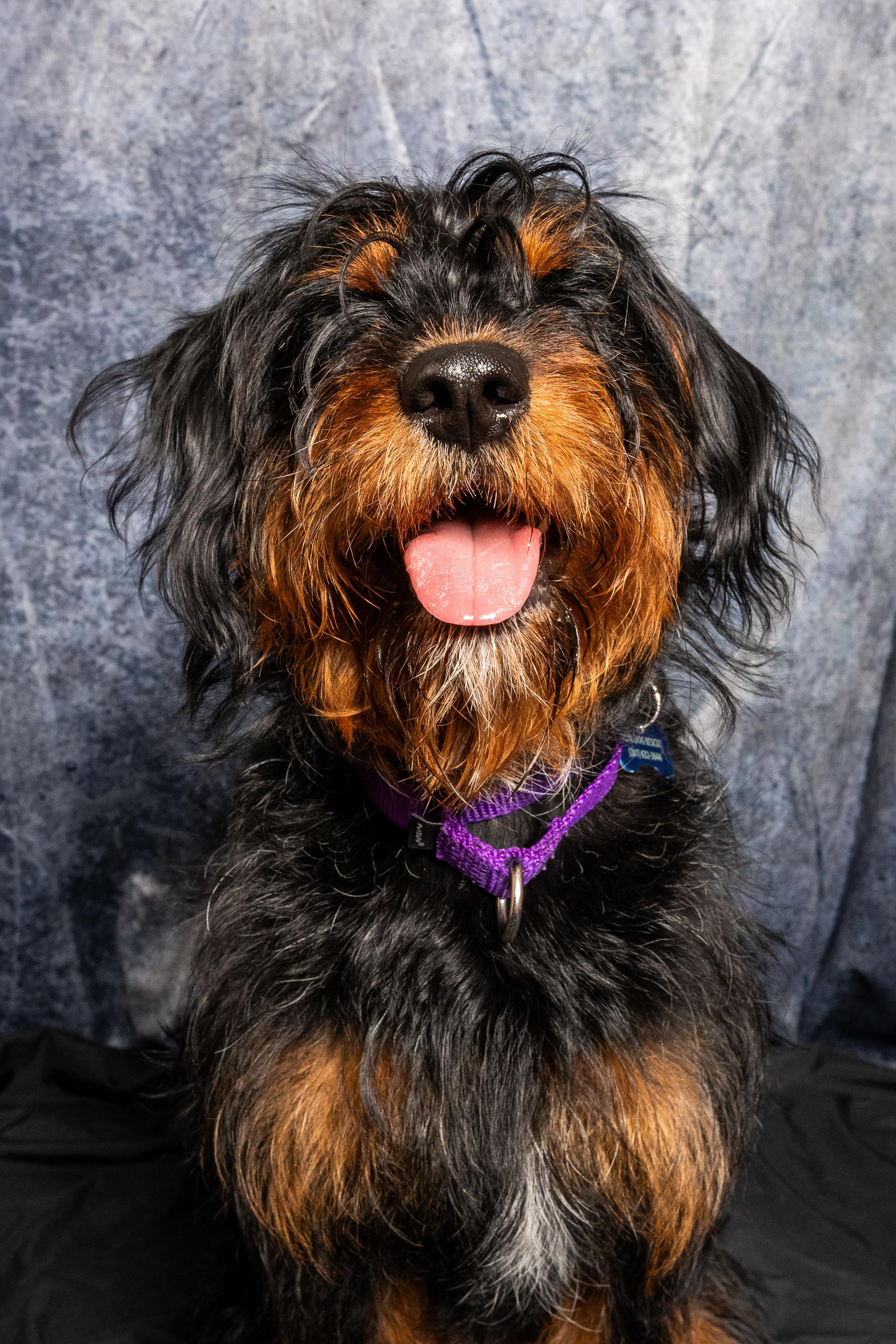 Bridges, an adoptable Aussiedoodle in Warwick, NY, 10990 | Photo Image 1