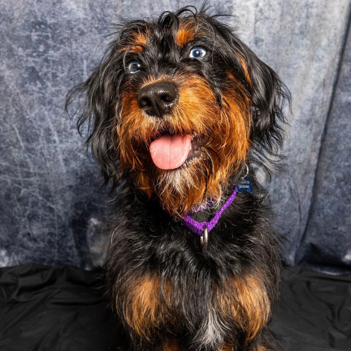 Bridges, an adoptable Aussiedoodle in Warwick, NY, 10990 | Photo Image 2