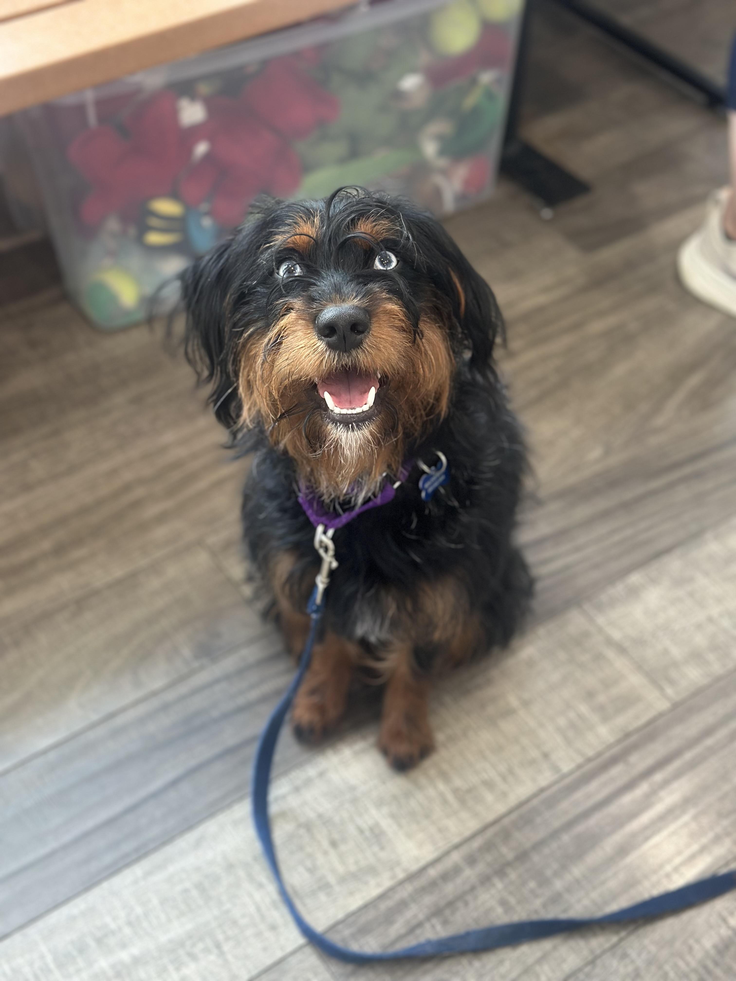 Bridges, an adoptable Aussiedoodle in Warwick, NY, 10990 | Photo Image 4