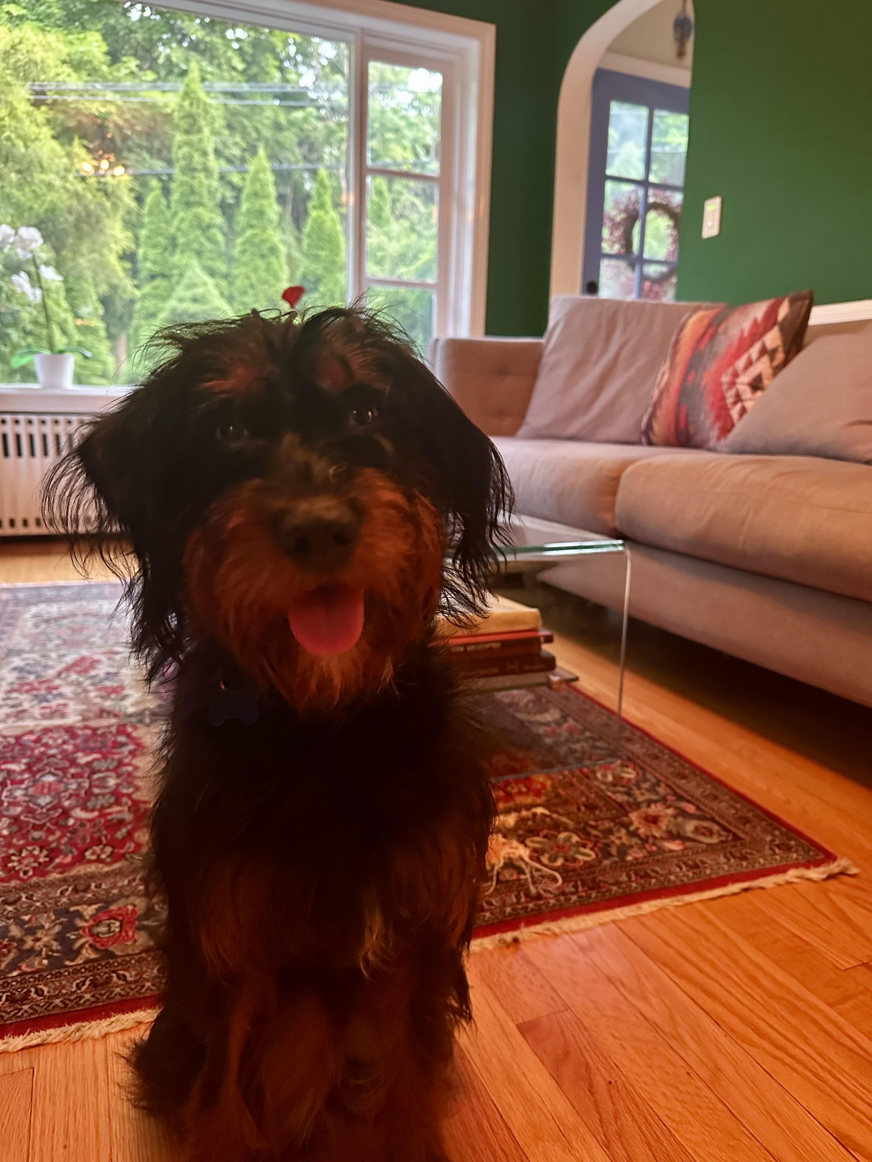 Bridges, an adoptable Aussiedoodle in Warwick, NY, 10990 | Photo Image 5