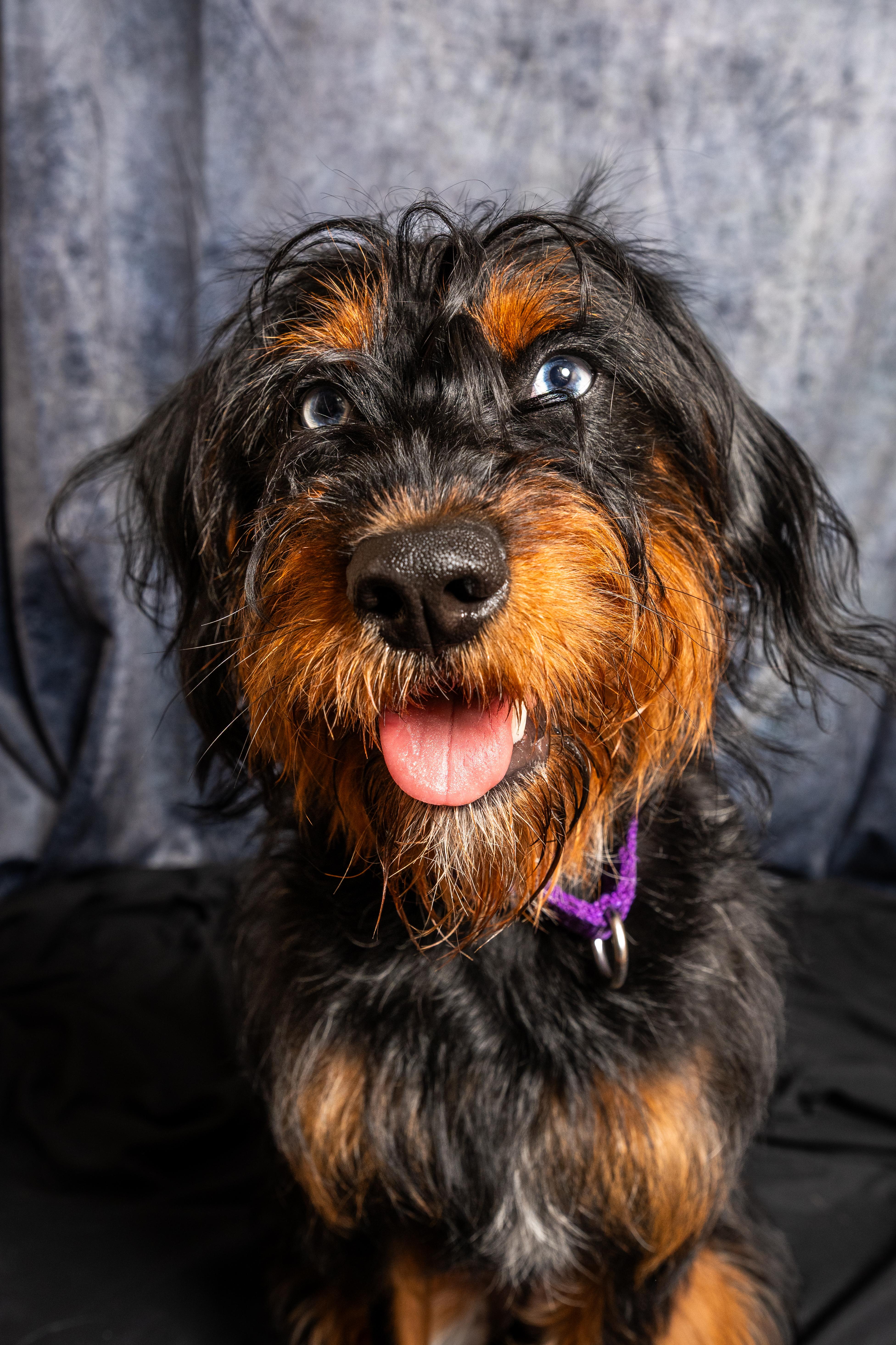 Bridges, an adoptable Aussiedoodle in Warwick, NY, 10990 | Photo Image 3